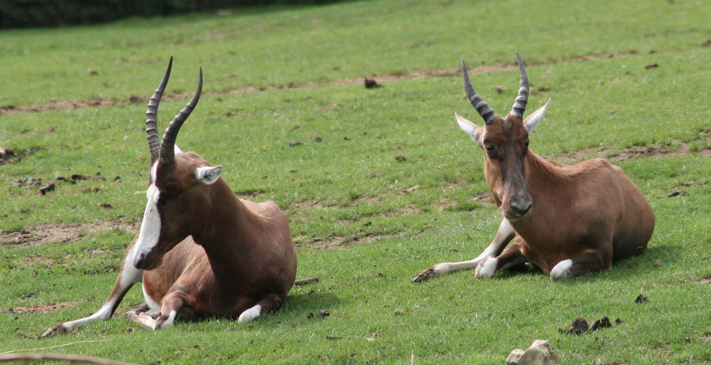 damaliscus_pygargus_phillipsi1md