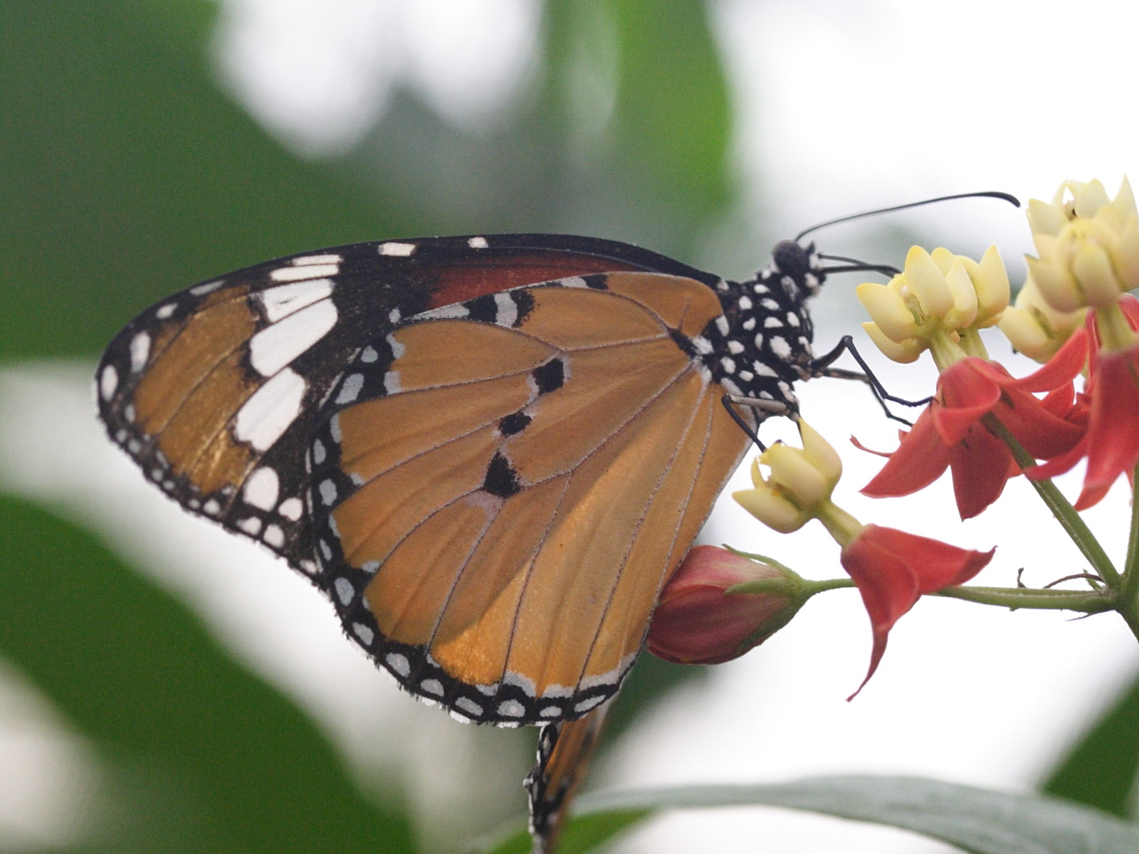 danaus_chrysippus5md