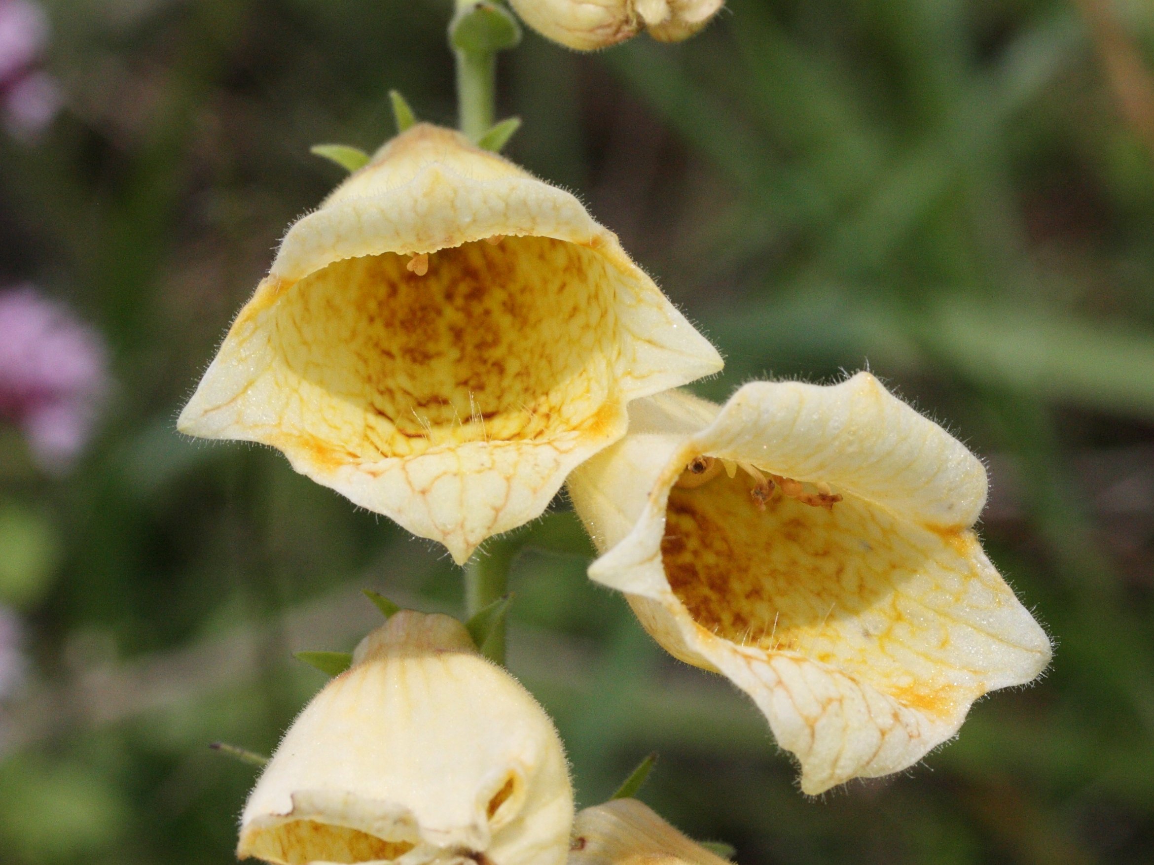 Afficher le média digitalis_grandiflora3md digitalis_grandiflora3md