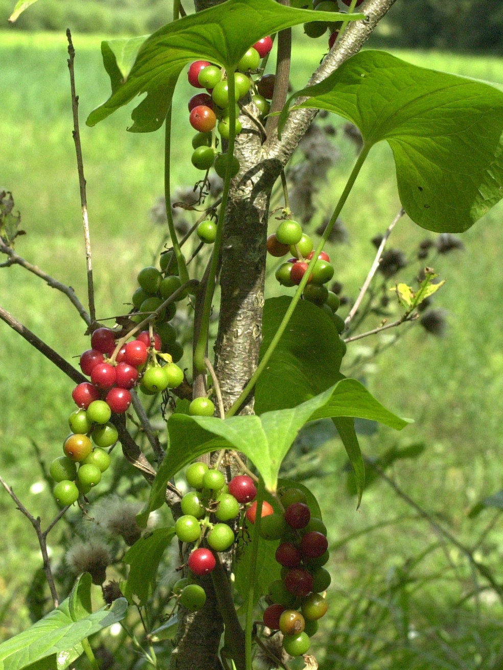 Afficher le média Dioscorea_communis Dioscorea_communis