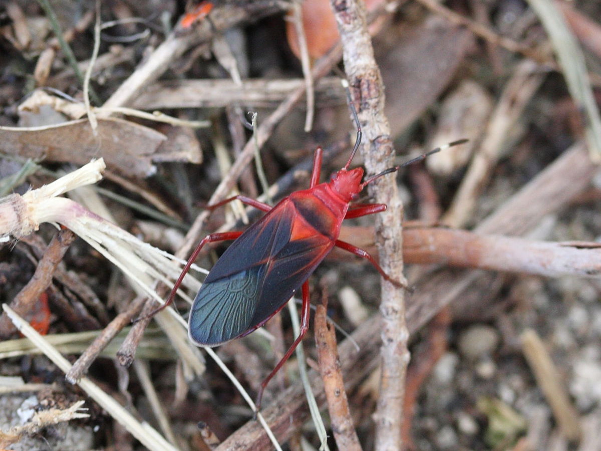 dysdercus_discolor6md