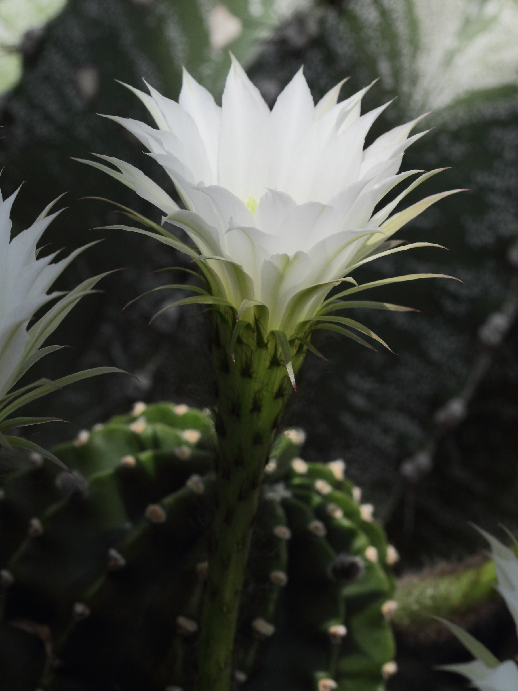 Afficher le média echinopsis_oxygona1bd echinopsis_oxygona1bd