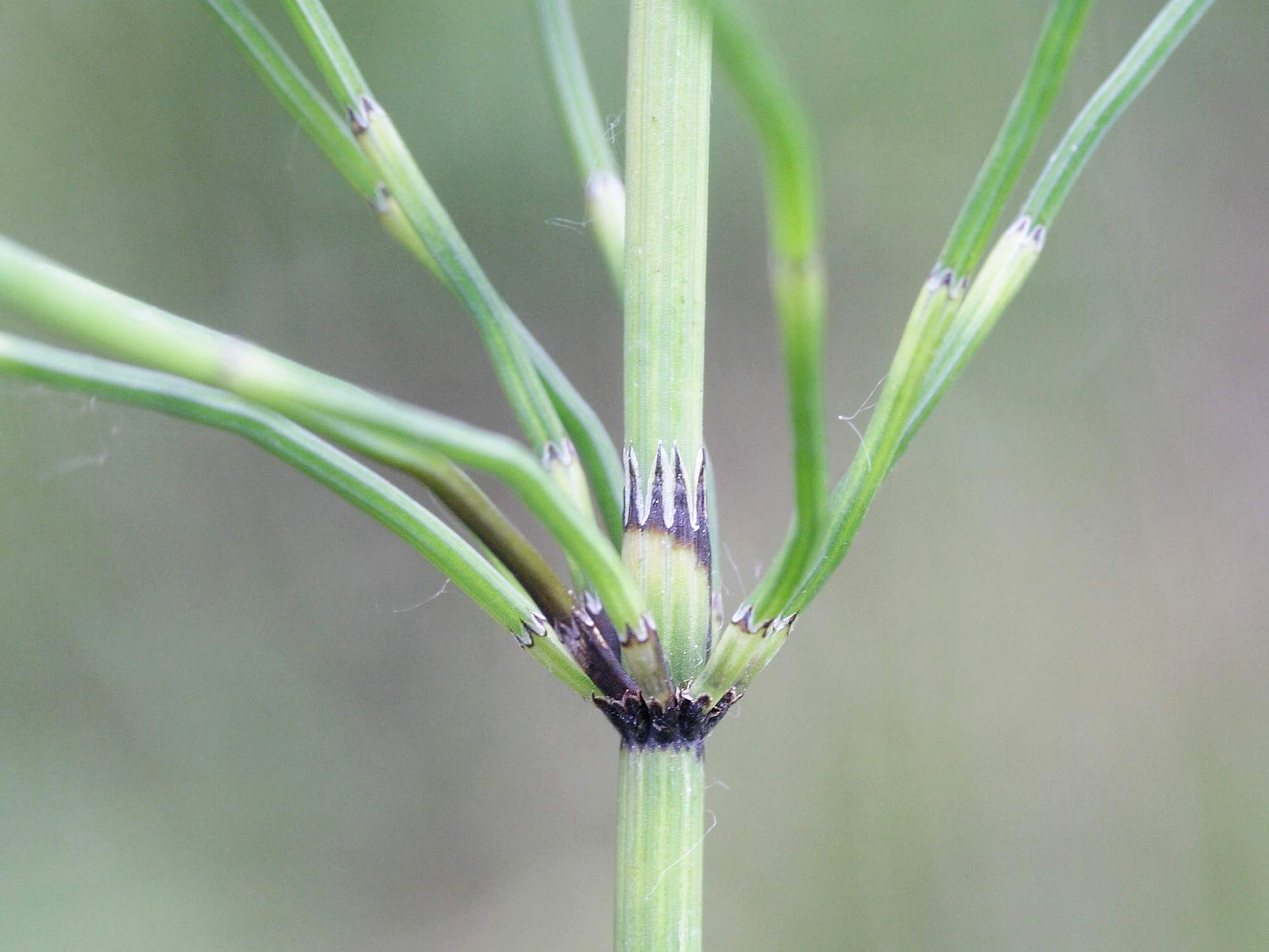 equisetum_palustre4md