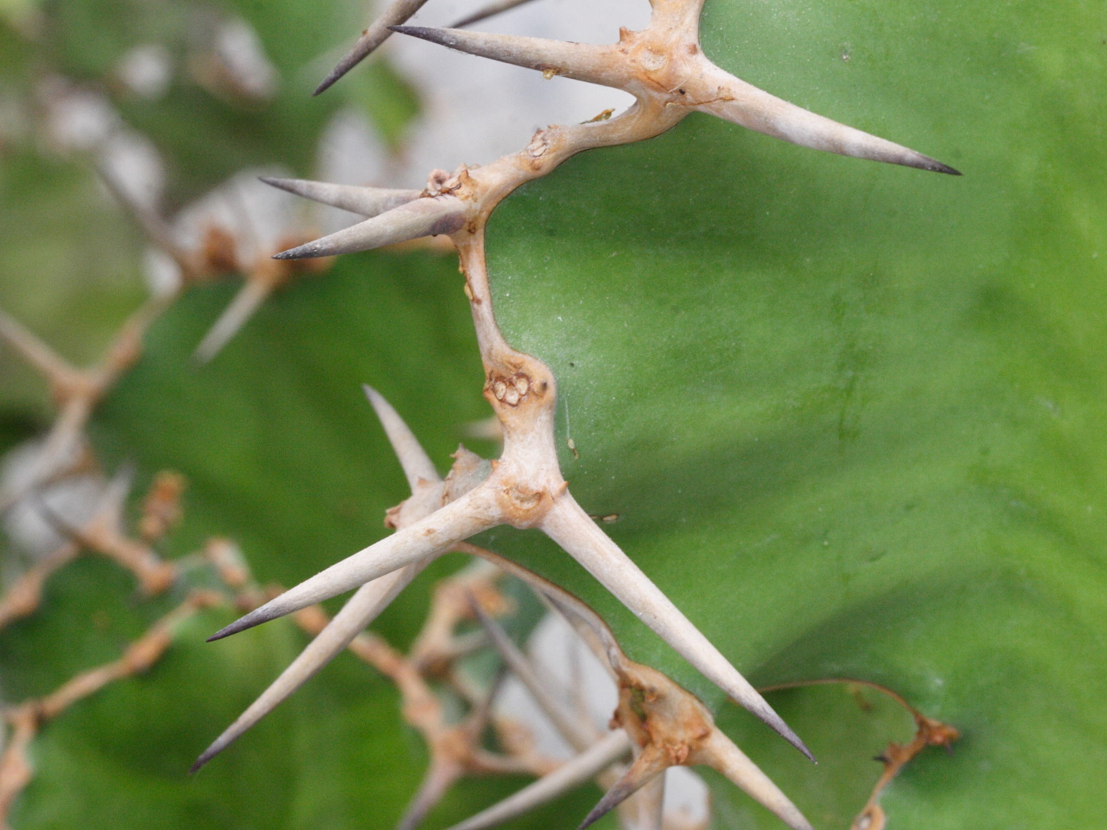 Afficher le média euphorbia_grandicornis3md euphorbia_grandicornis3md