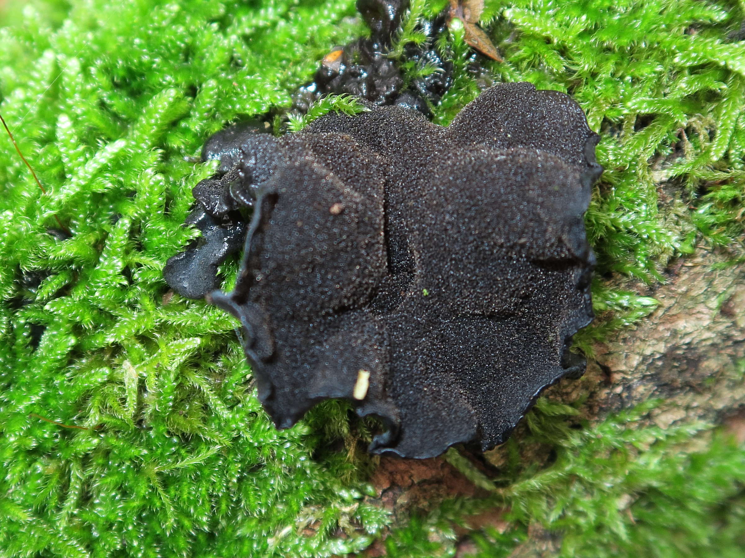 Afficher le média exidia_glandulosa2md exidia_glandulosa2md