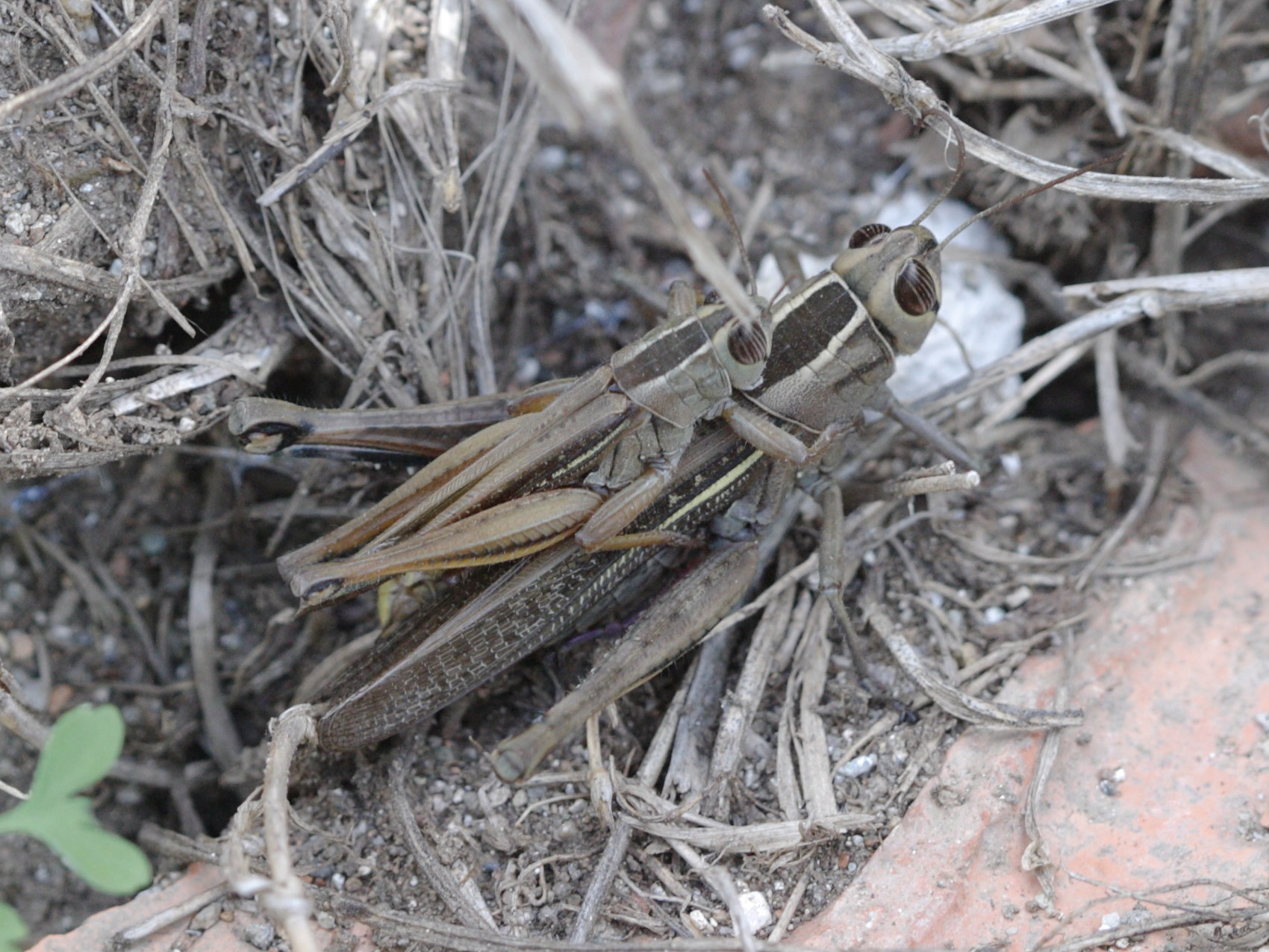 Eyprepocnemis_plorans