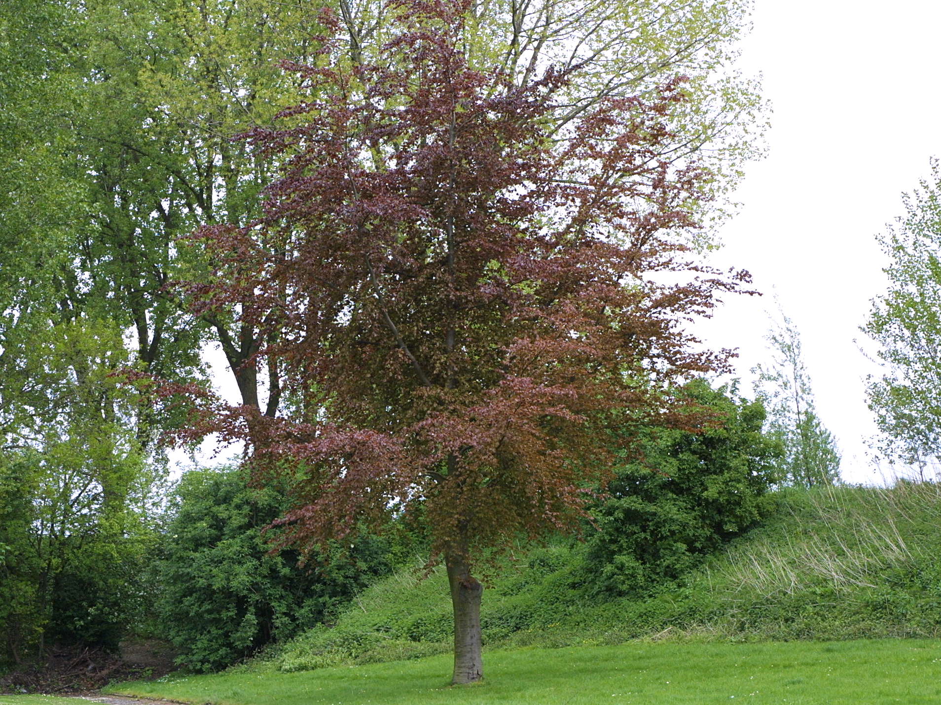 Fagus_sylvatica rubra