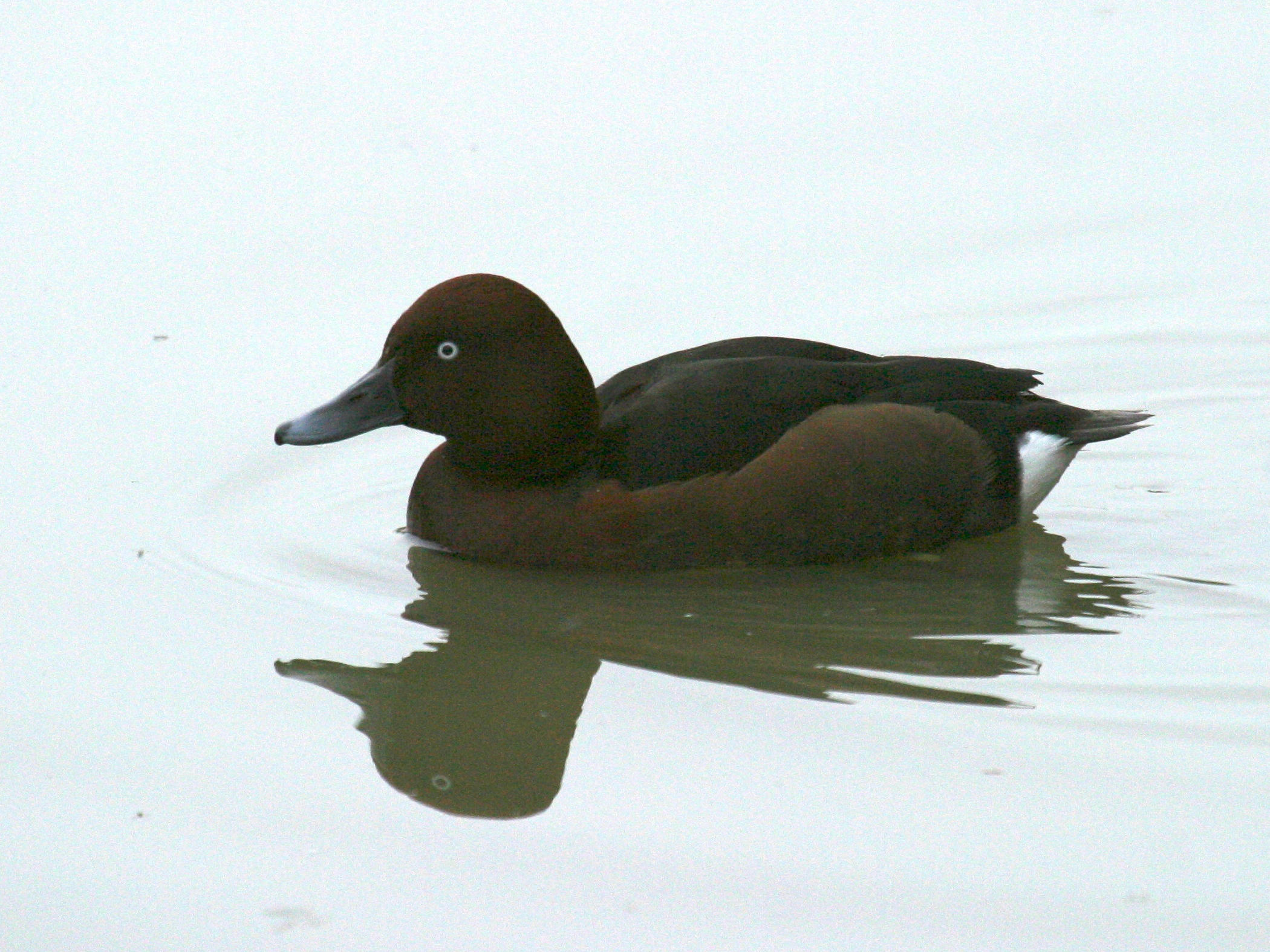 fuligule_nyroca_-_aythya_nyroca1bd
