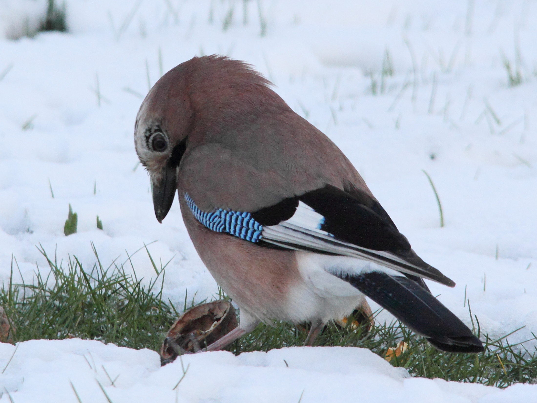 geai_des_chenes_-_garrulus_glandarius1md