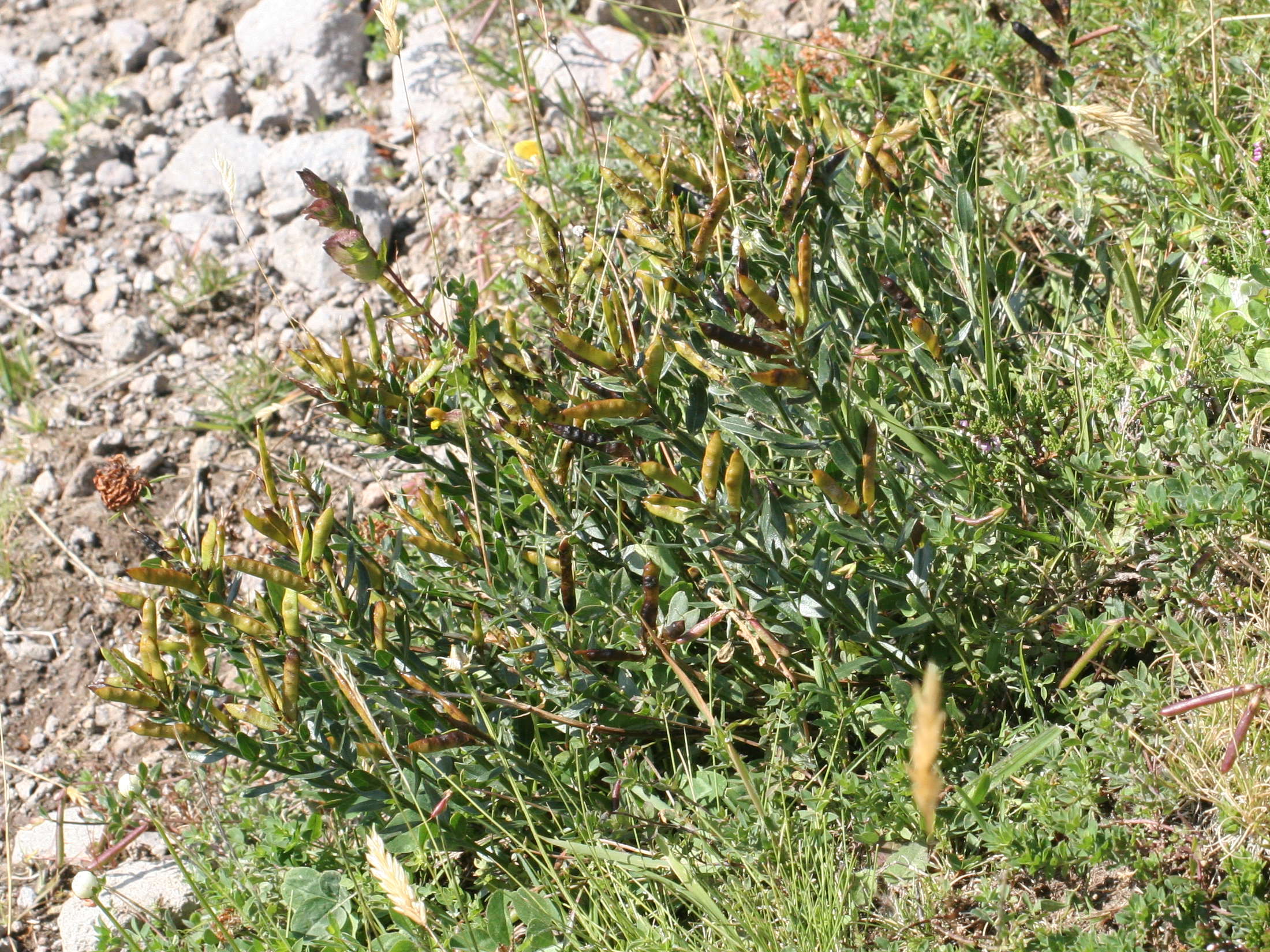 Afficher le média genista_tinctoria_delarbrei1md genista_tinctoria_delarbrei1md