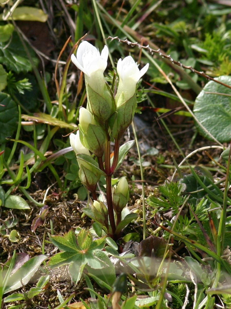 Afficher le média gentianella_campestris6sd gentianella_campestris6sd