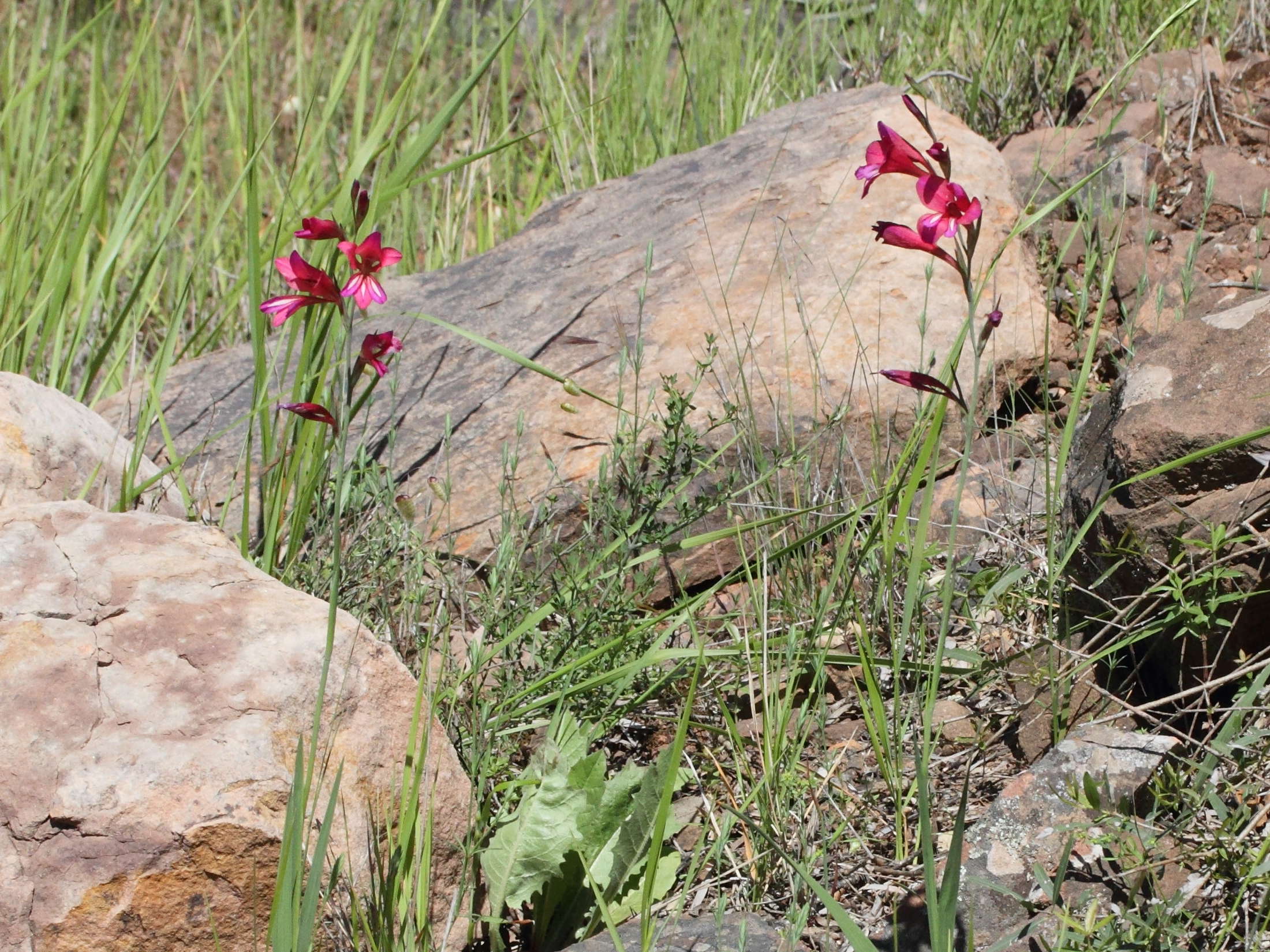 gladiolus_communis2md