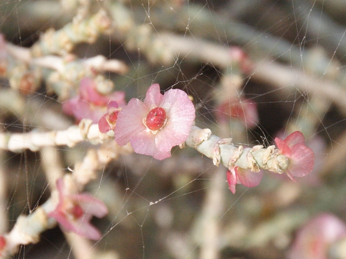 Afficher le média hammada_scoparia2bd hammada_scoparia2bd