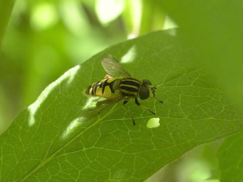 helophilus_trivittatus3md