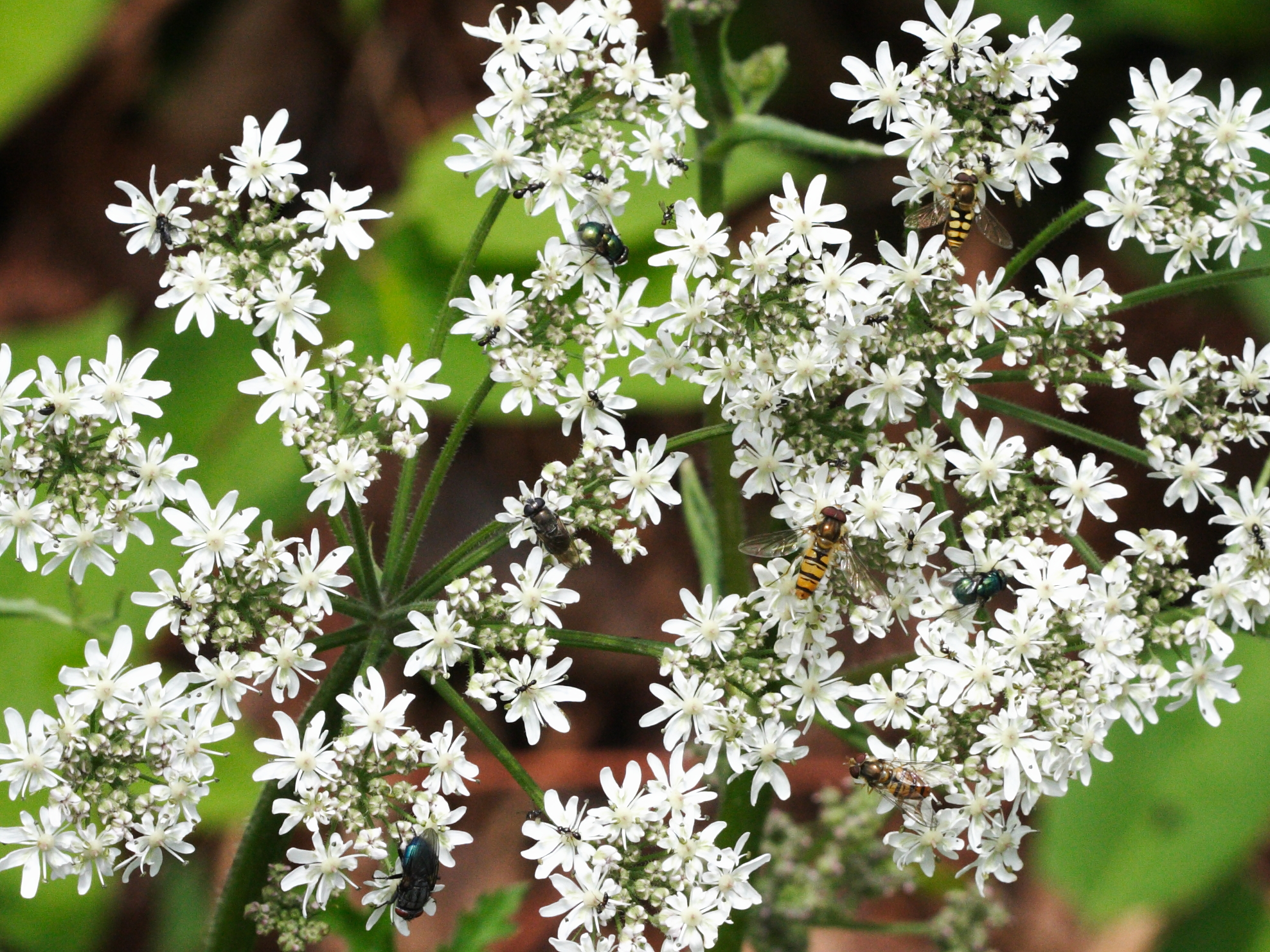 heracleum_sphondylium2bbd