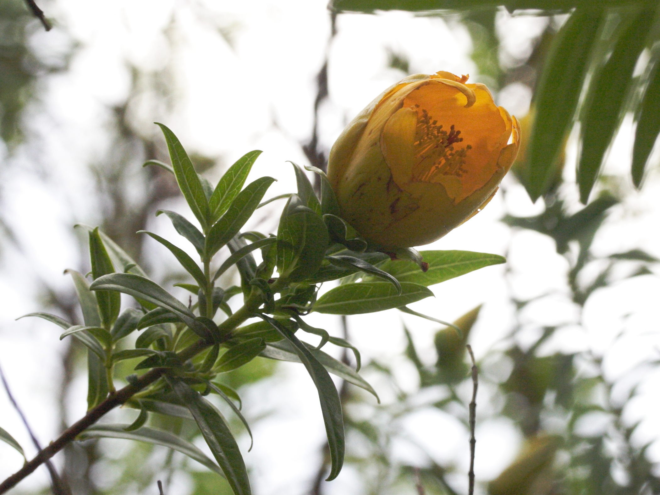 hypericum_lanceolatum3md