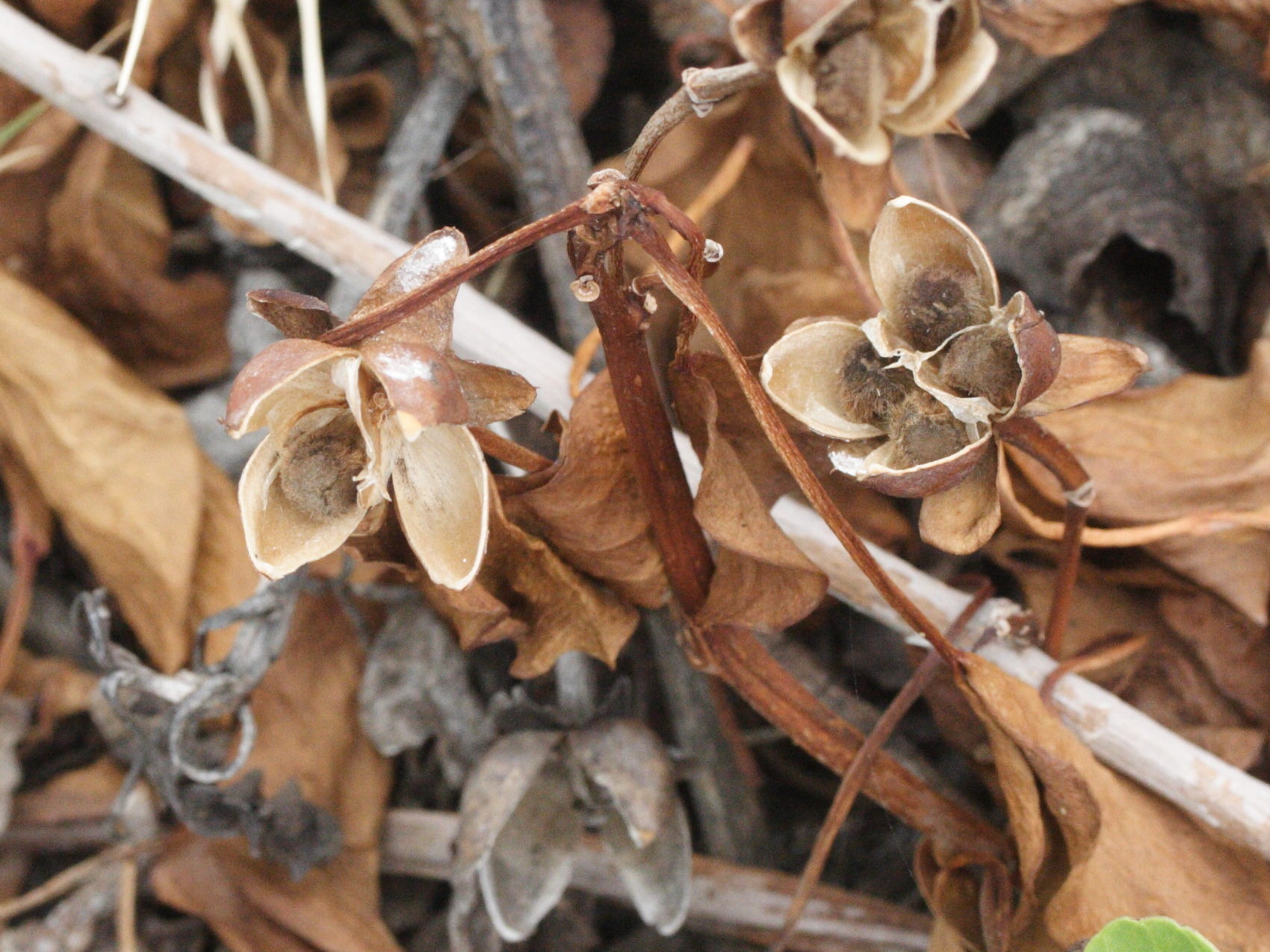 Afficher le média ipomoea_pes-caprae7md ipomoea_pes-caprae7md