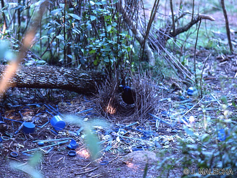 jardinier_satine_-_ptilonorhynchus_violaceus3jm