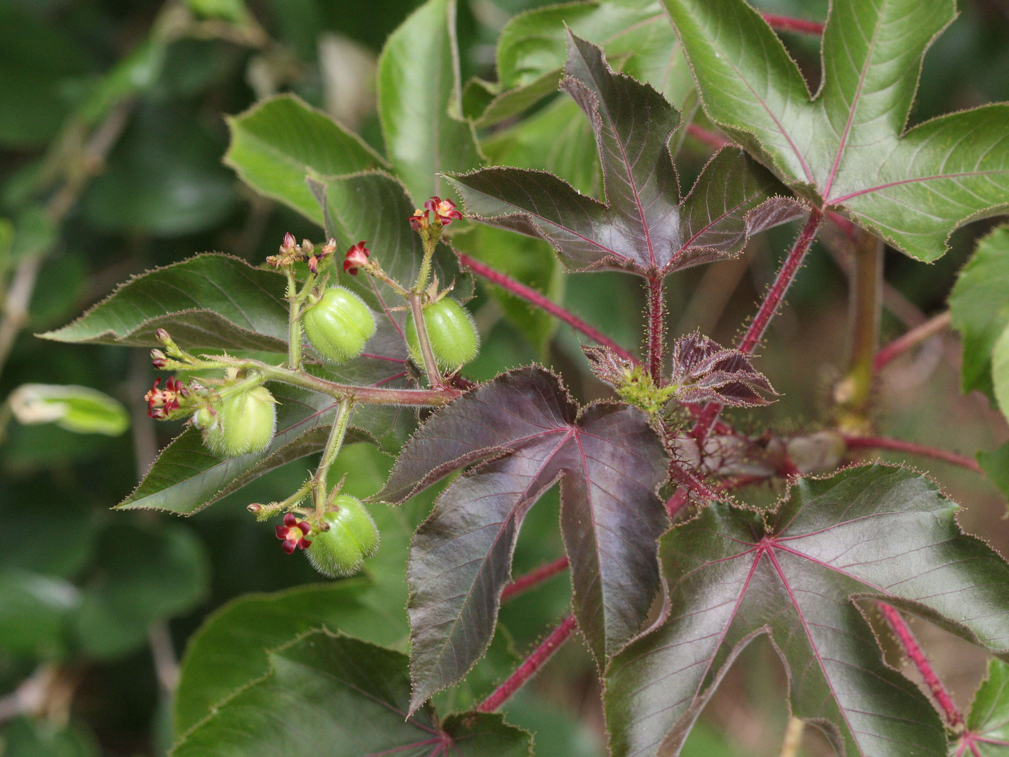 Afficher le média jatropha_gossypifolia3md jatropha_gossypifolia3md