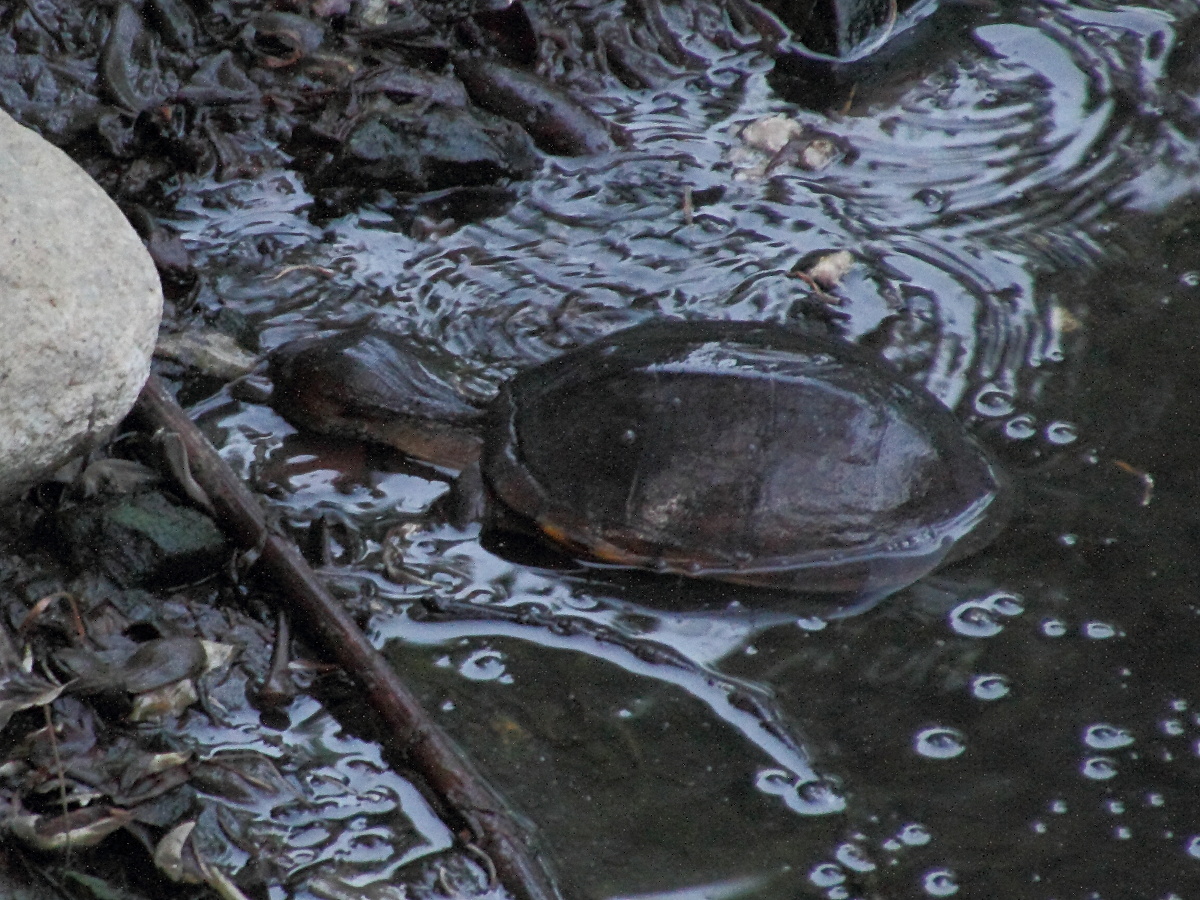 kinosternon_leucostomum3md