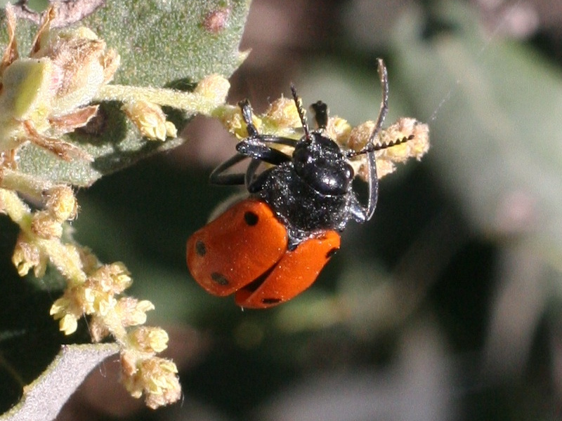 lachnaia_pubescens1md