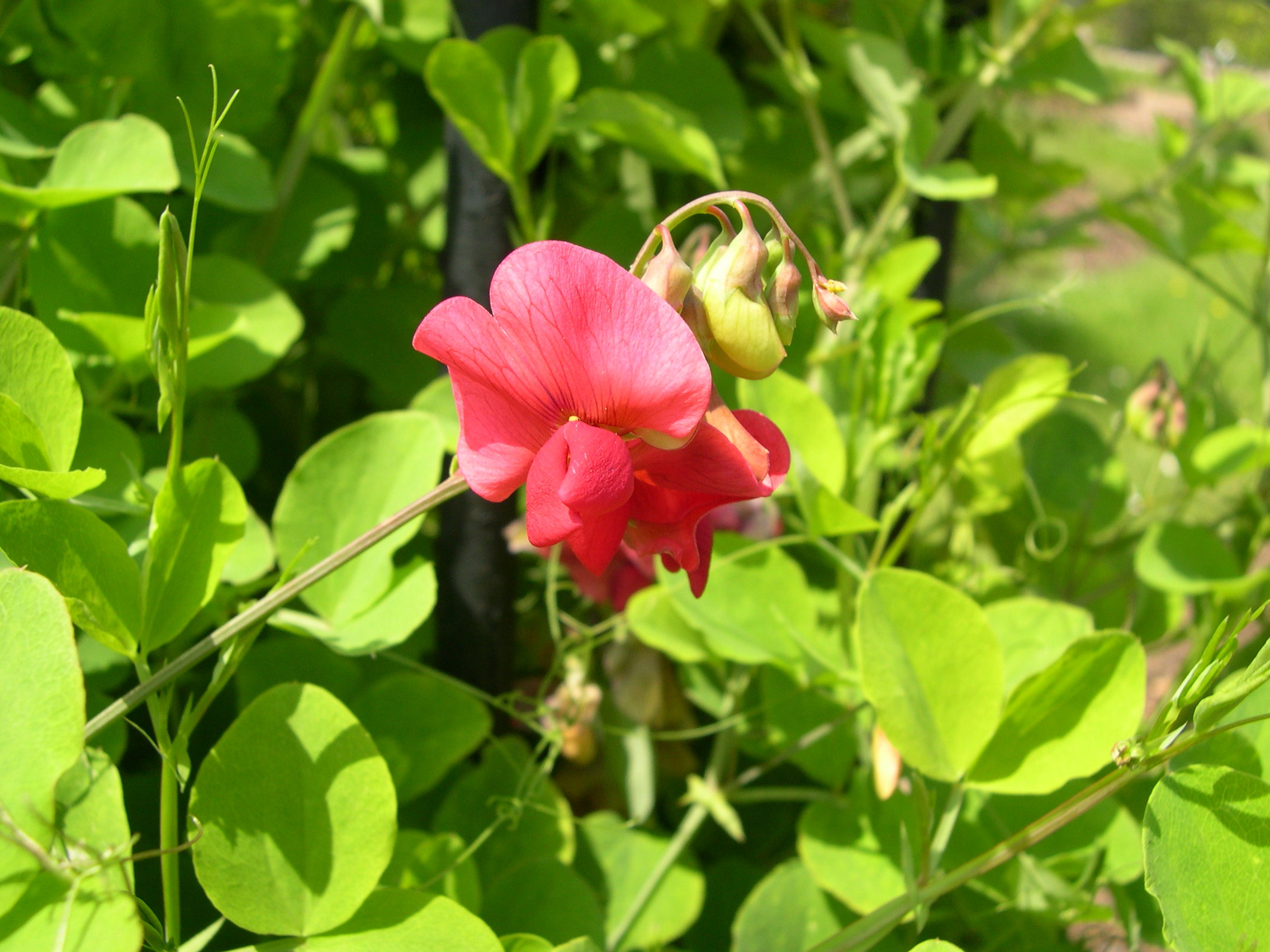 Afficher le média lathyrus_rotundifolius2md lathyrus_rotundifolius2md