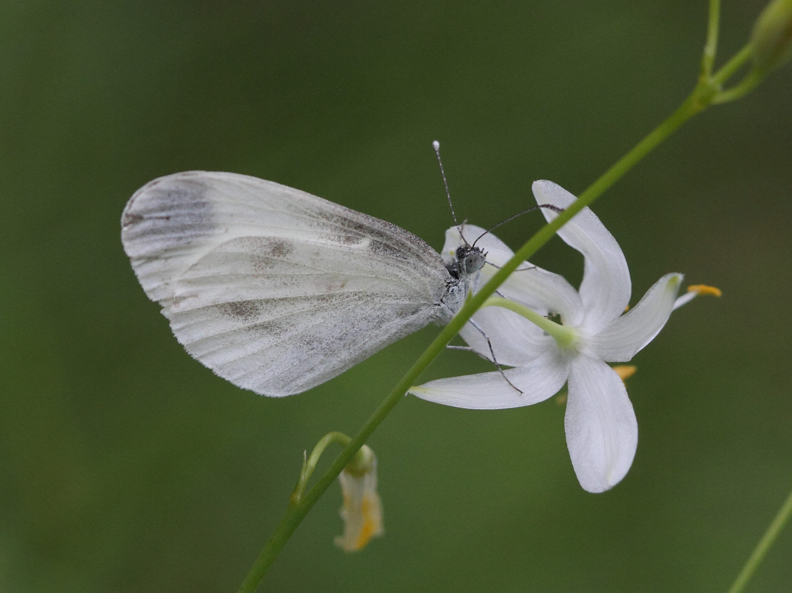 Afficher le média leptidea_sinapis2bd leptidea_sinapis2bd