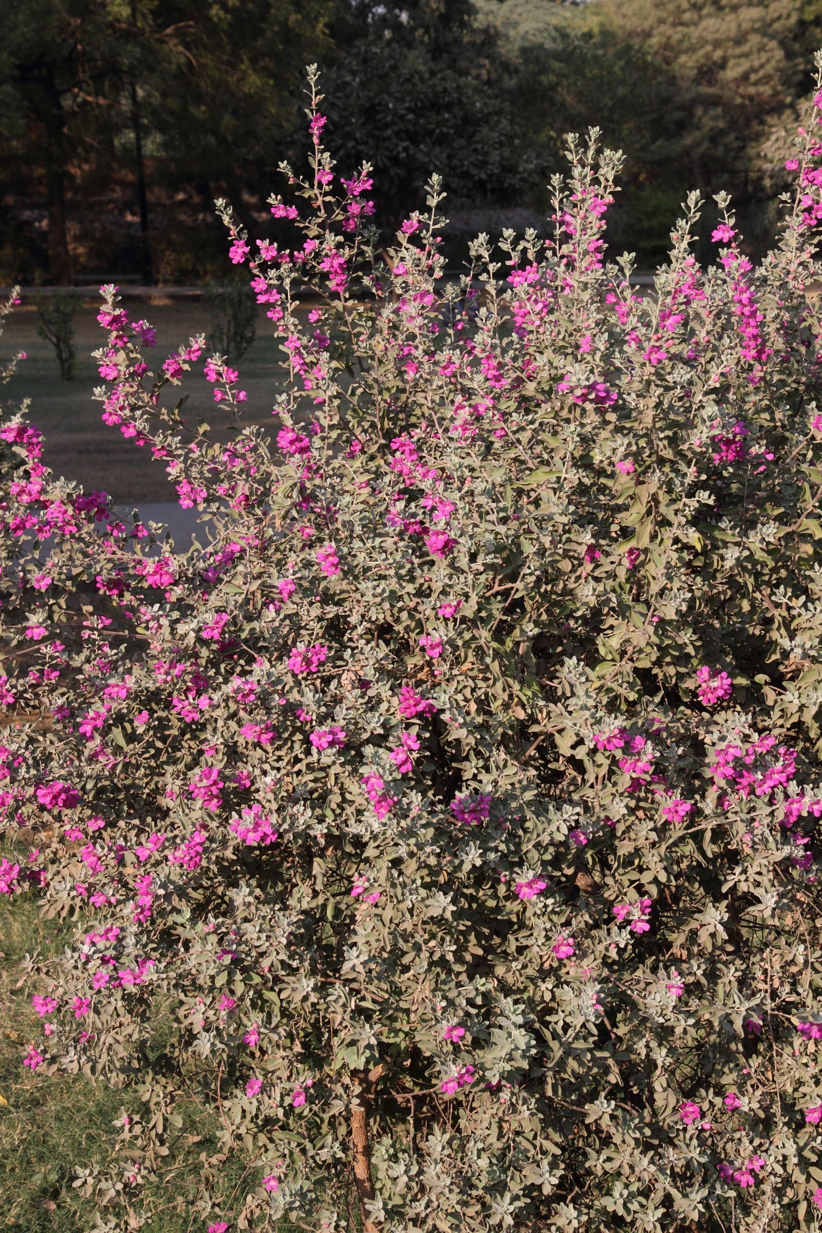 Afficher le média leucophyllum_frutescens1md leucophyllum_frutescens1md