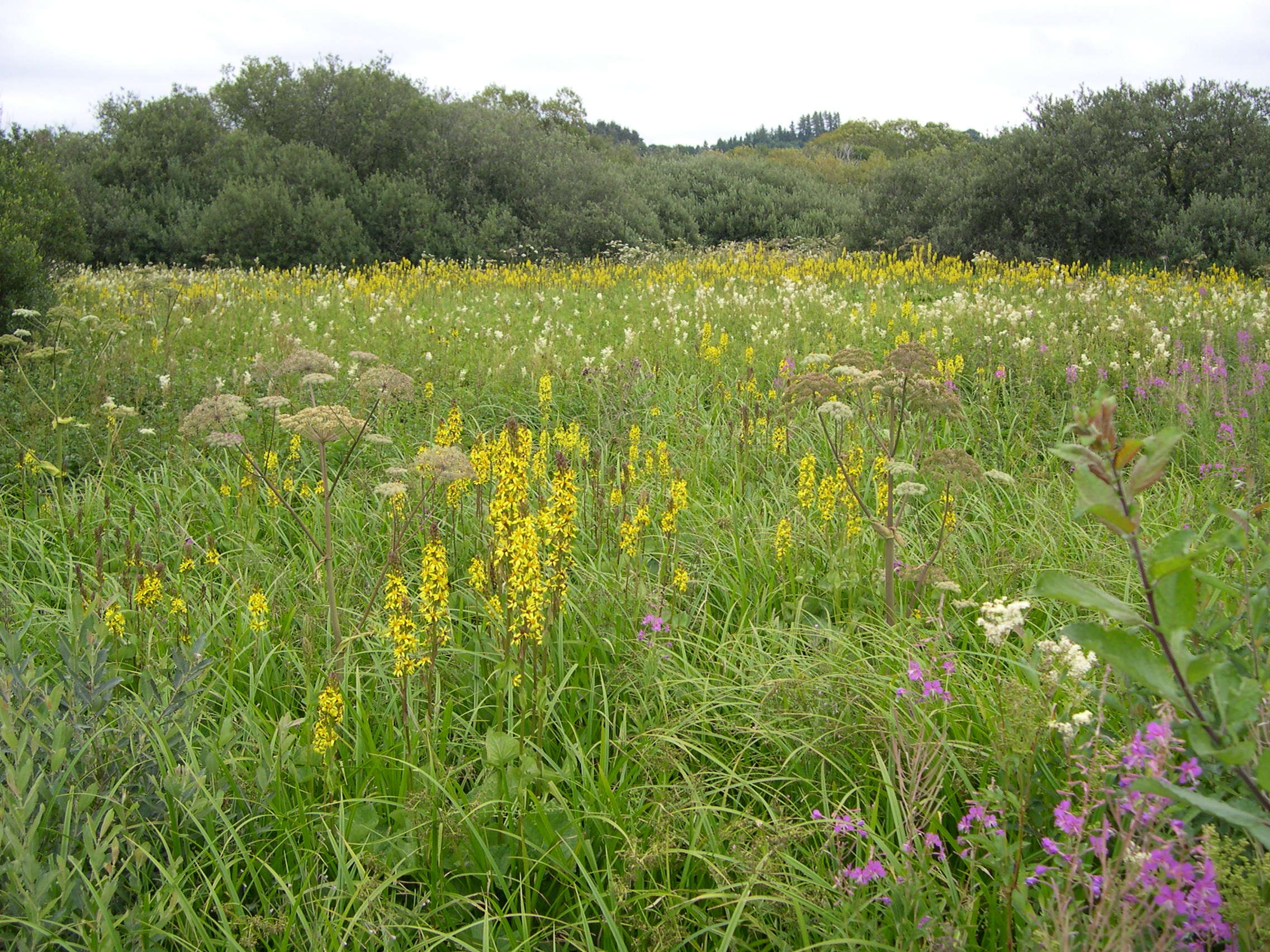 ligularia_sibirica1md