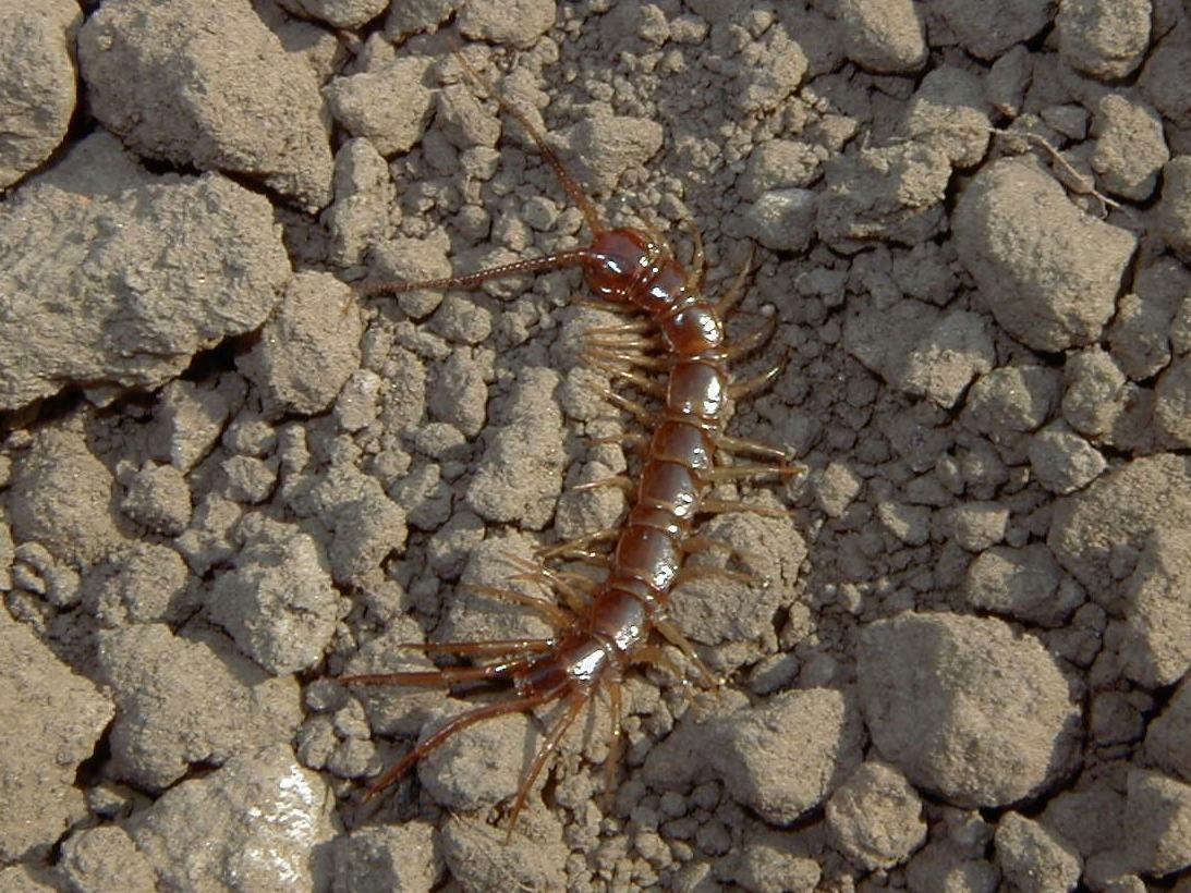 Afficher le média lithobius_forficatus2md lithobius_forficatus2md