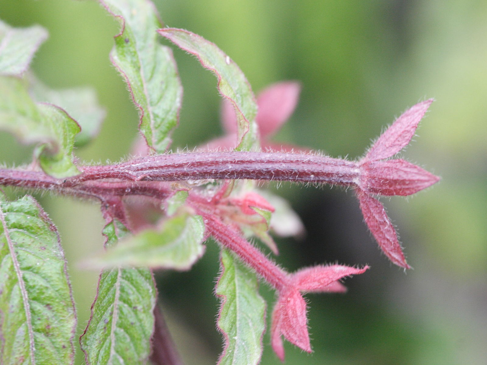 ludwigia_octovalvis6md