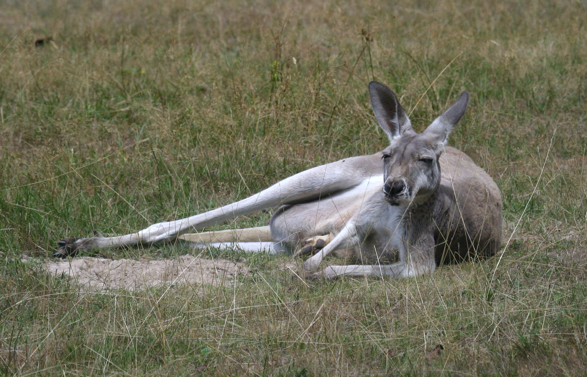 macropus_giganteus1bd