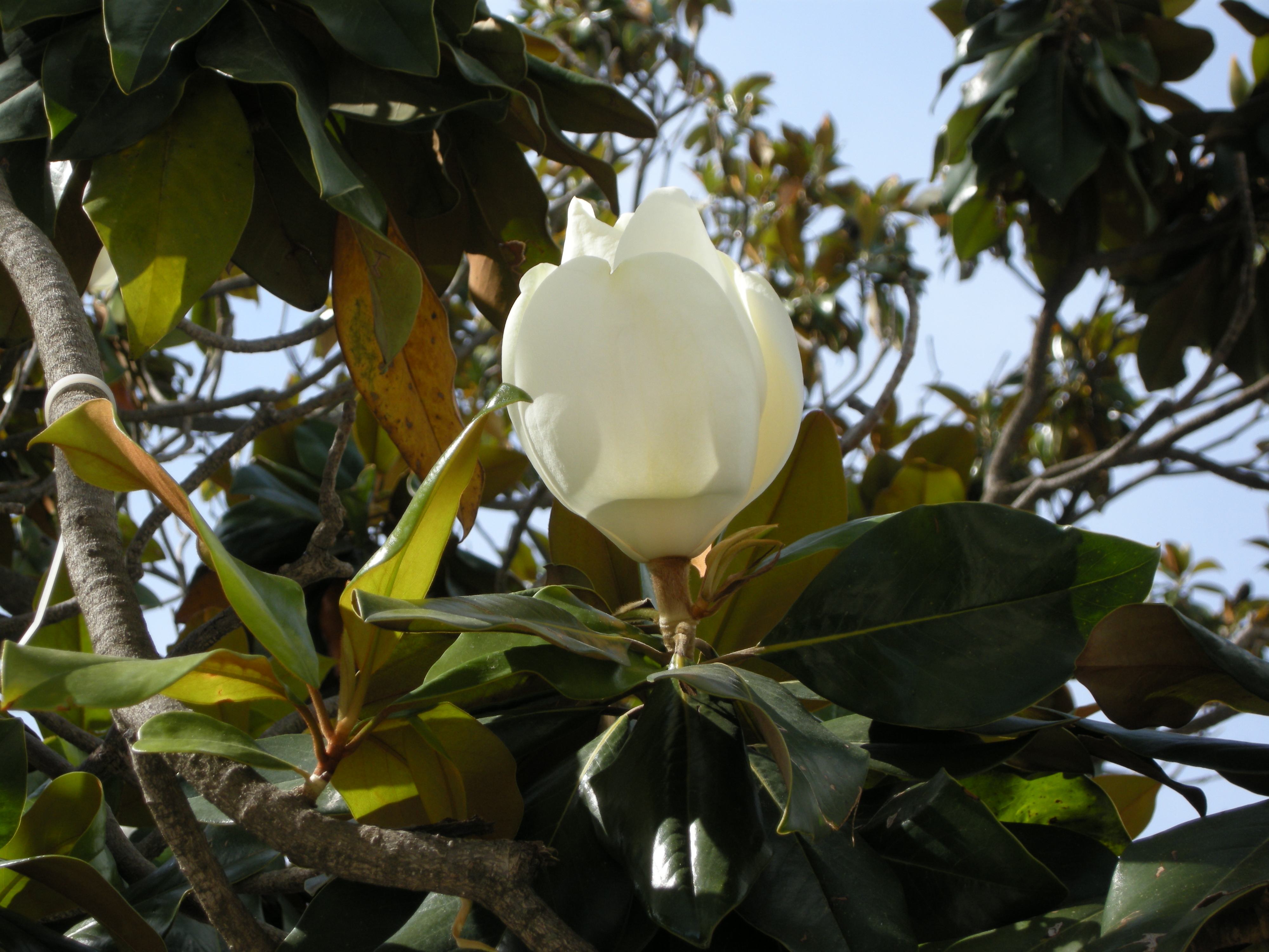 Afficher le média magnolia_grandiflora7md magnolia_grandiflora7md