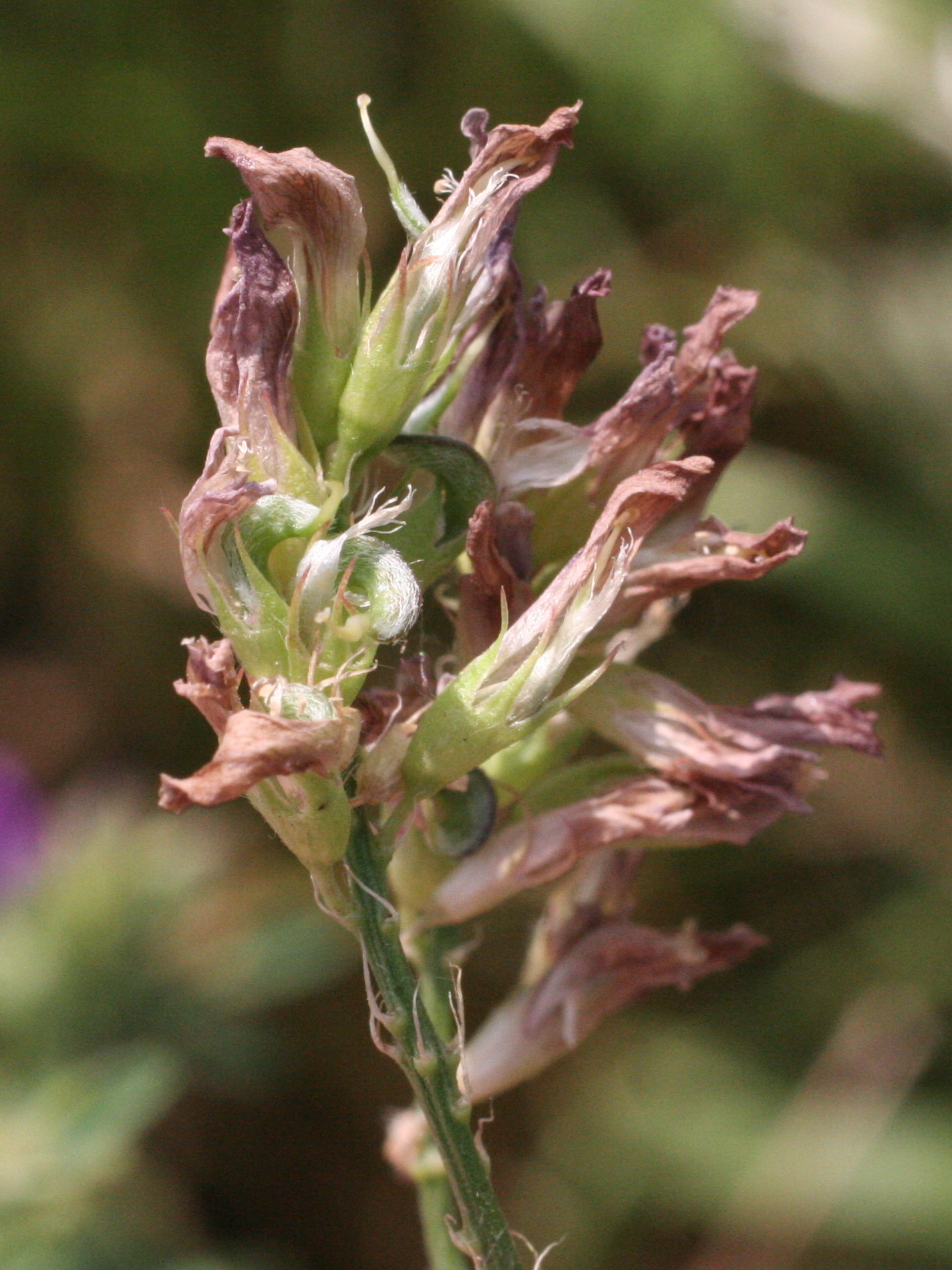 Afficher le média medicago_sativa3md medicago_sativa3md