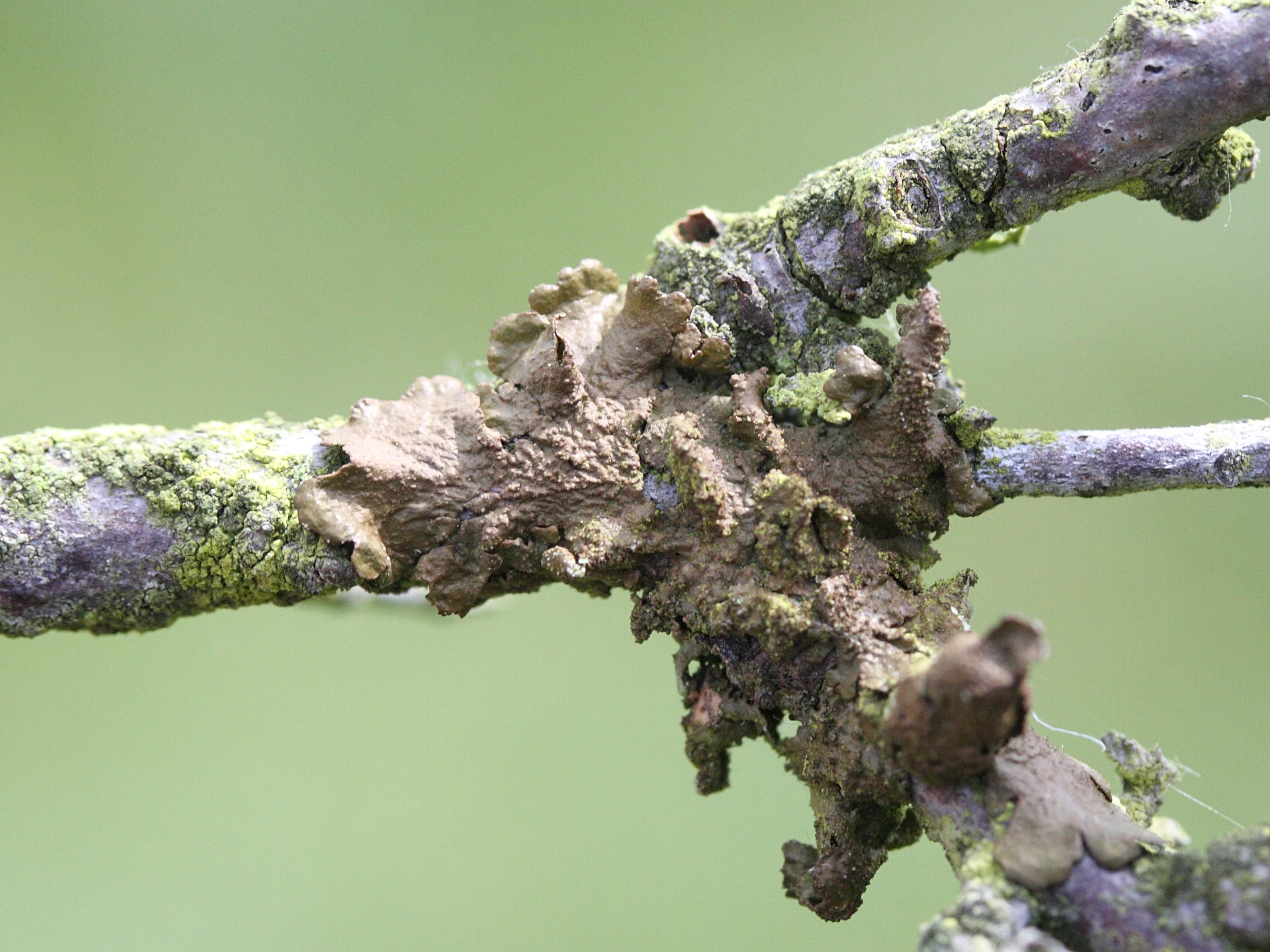 melanelixia_subaurifera1md