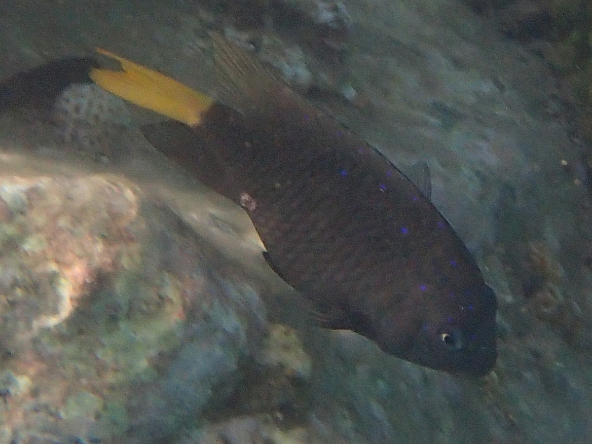 microspathodon_chrysurus2sd