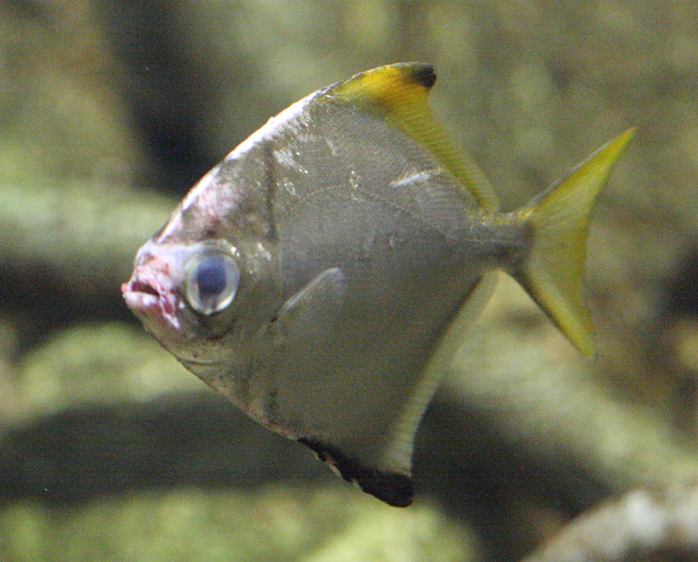 Monodactylus_argenteus