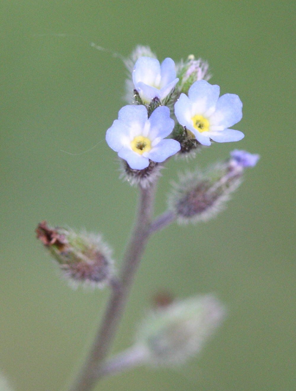 myosotis_ramosissima2md