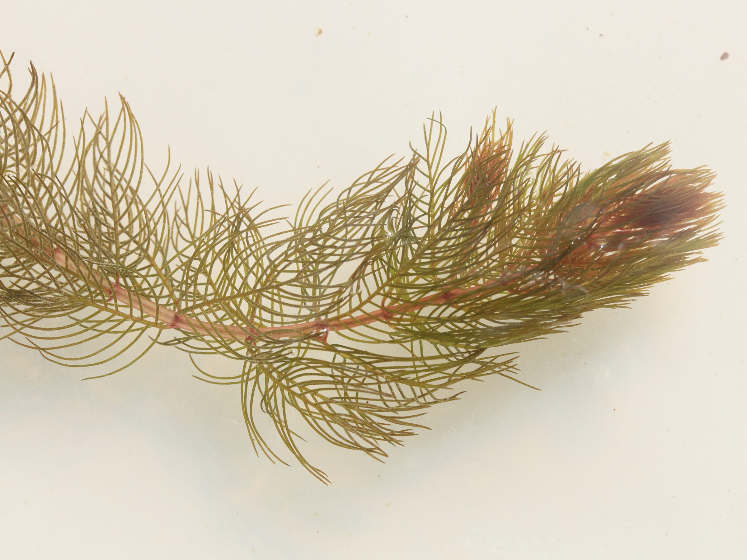 myriophyllum_spicatum4md