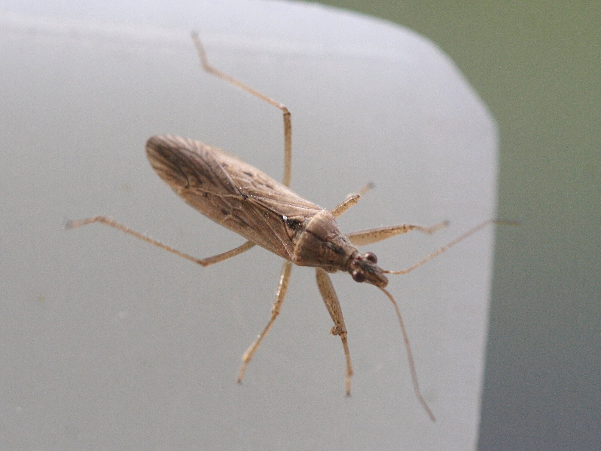 nabis_pseudoferus2md