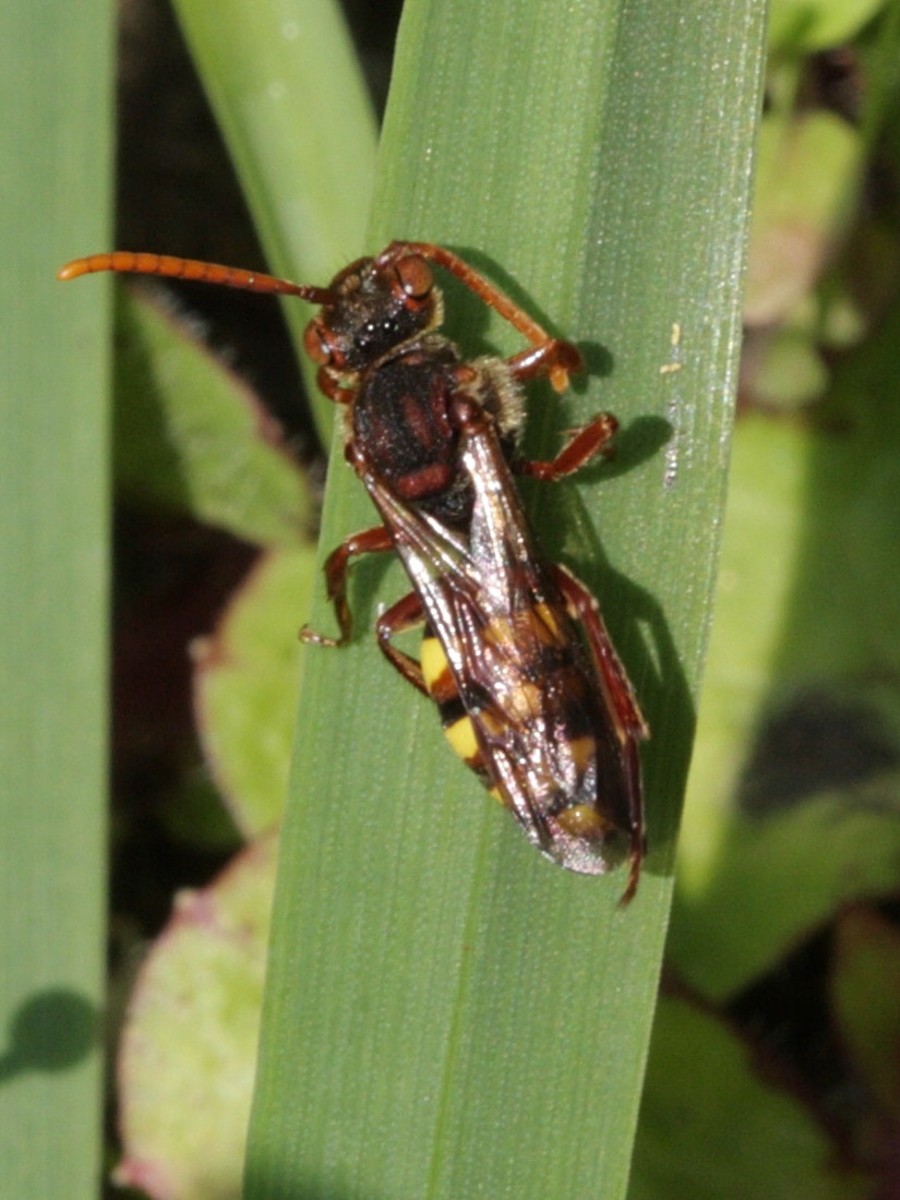 nomada_sp1bd