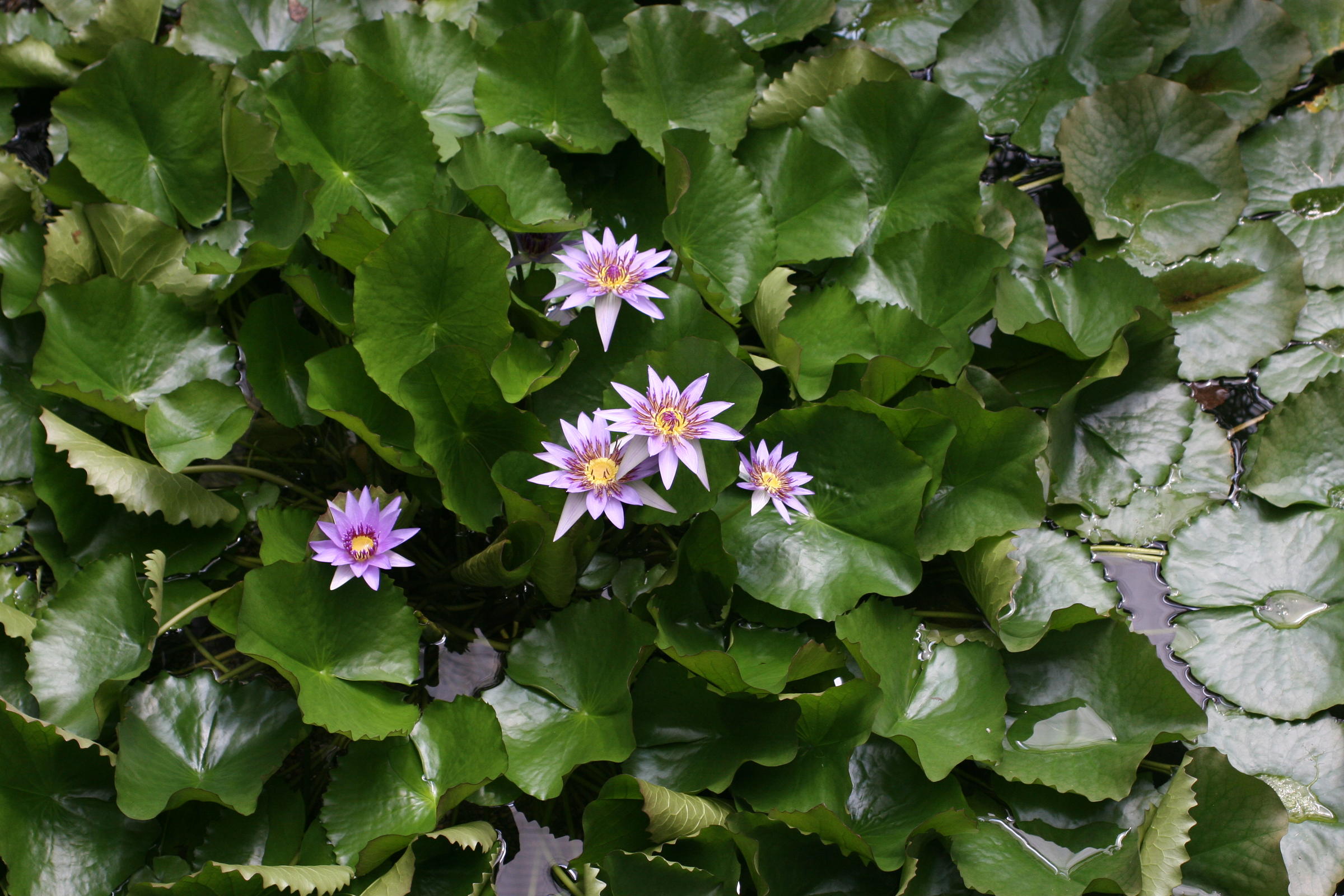 Afficher le média nymphaea_caerulea1md nymphaea_caerulea1md