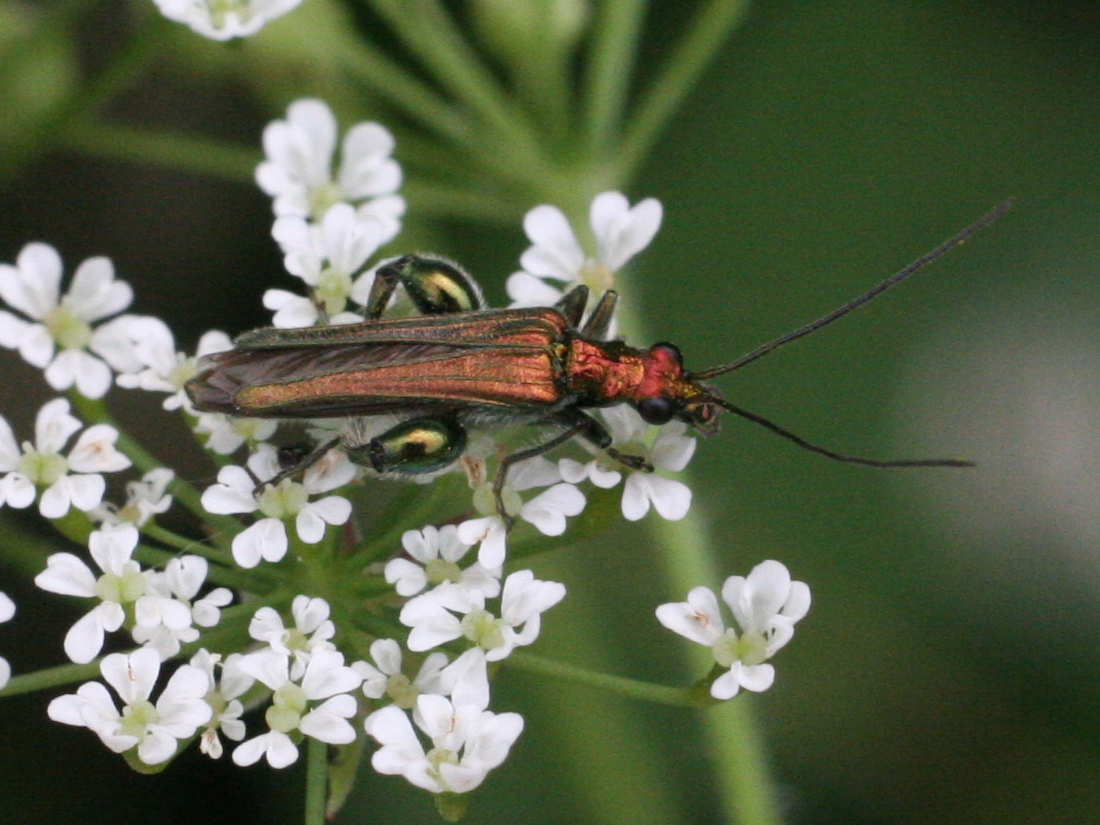 oedemera_nobilis5md