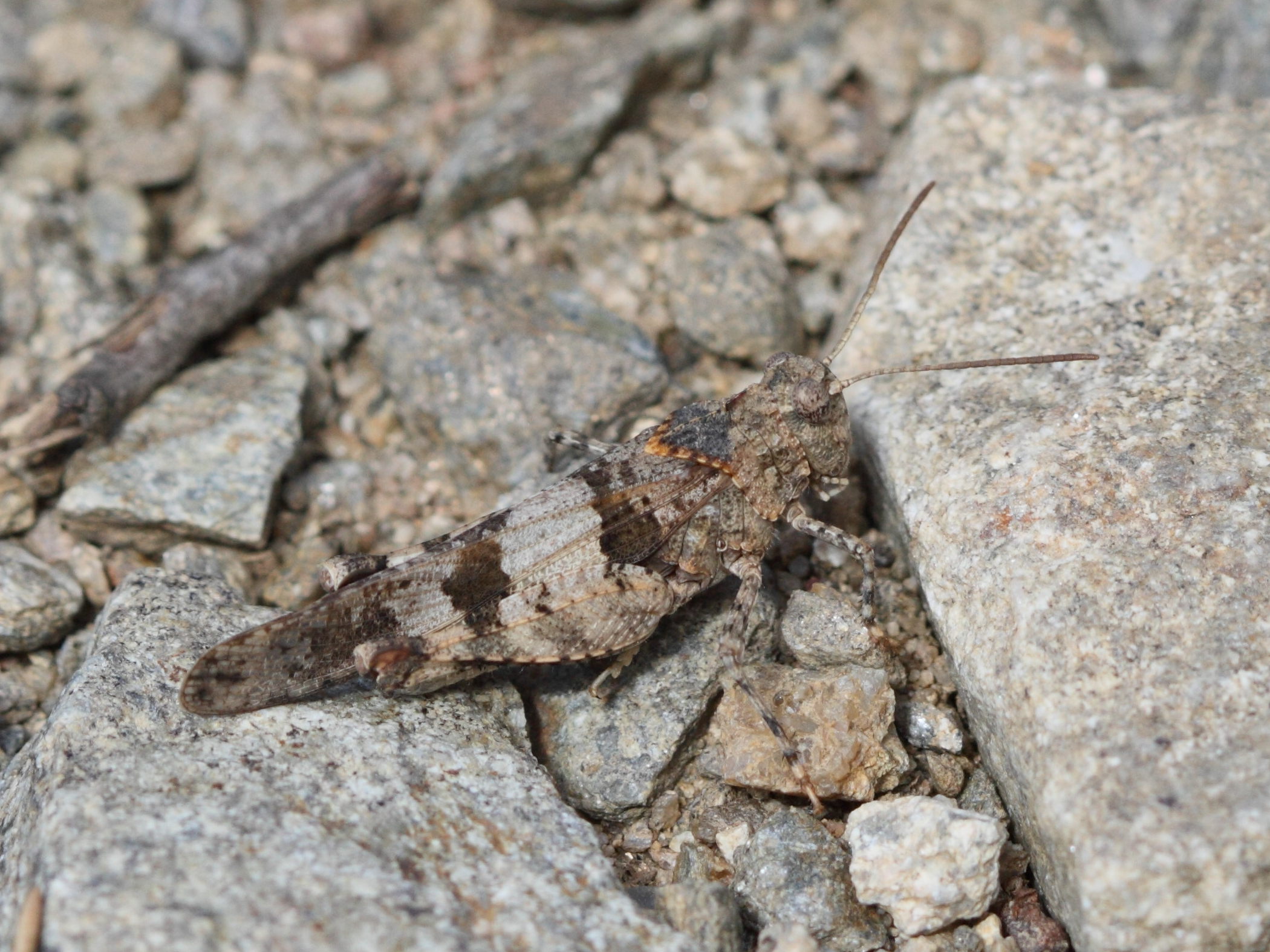 oedipoda_germanica1bd