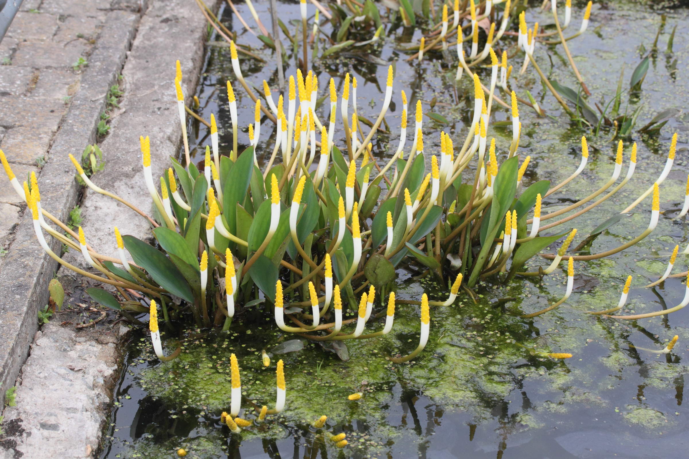 orontium_aquaticum1md