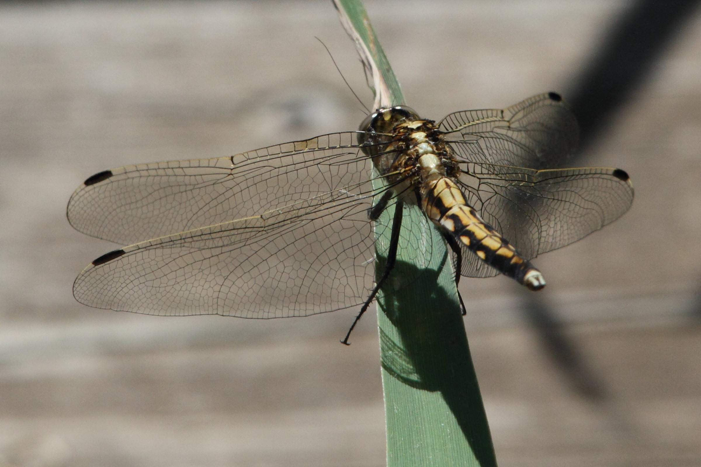 orthetrum_albistylum5md