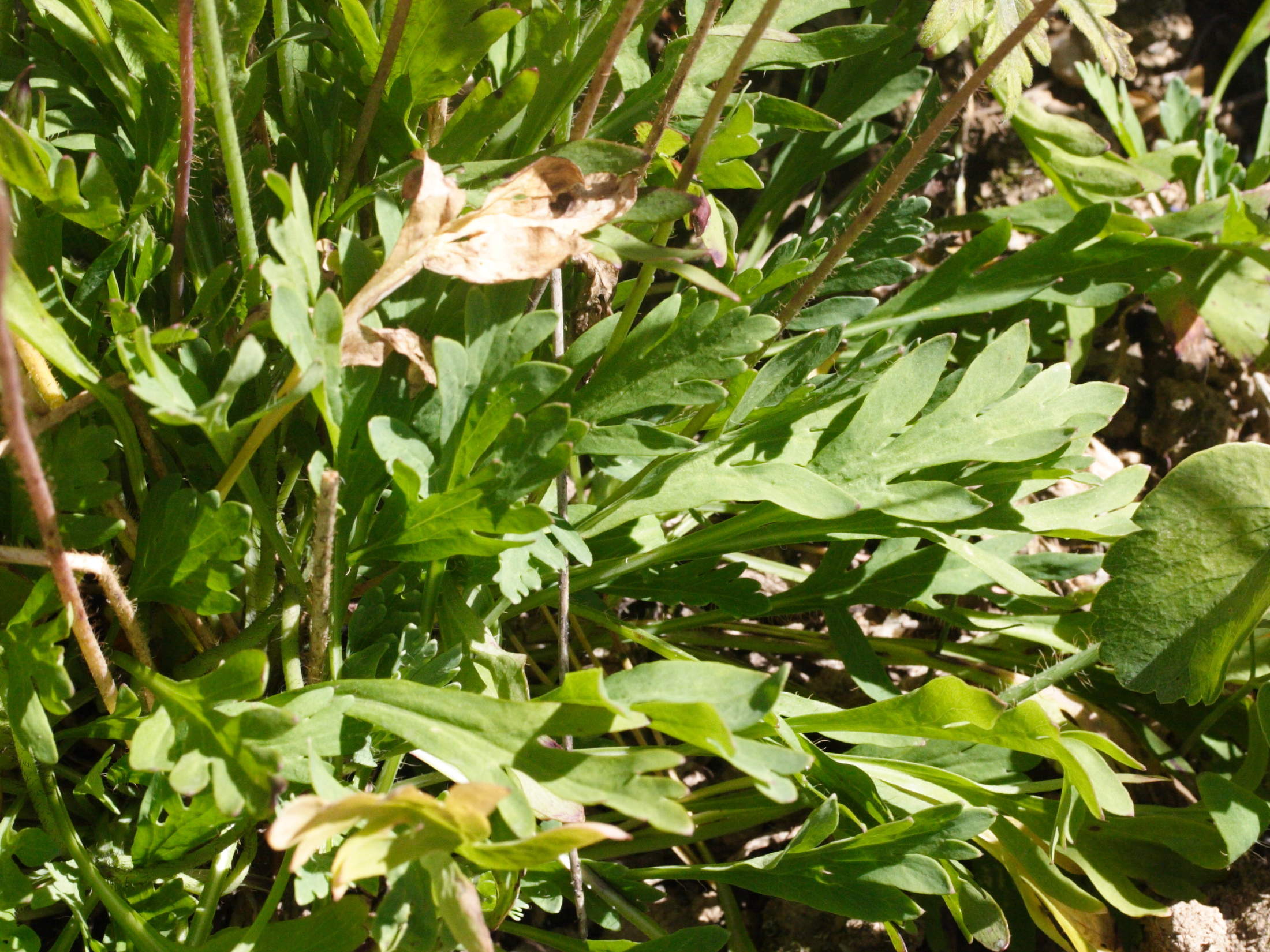 Afficher le média papaver_alpinum_alpinum3md papaver_alpinum_alpinum3md