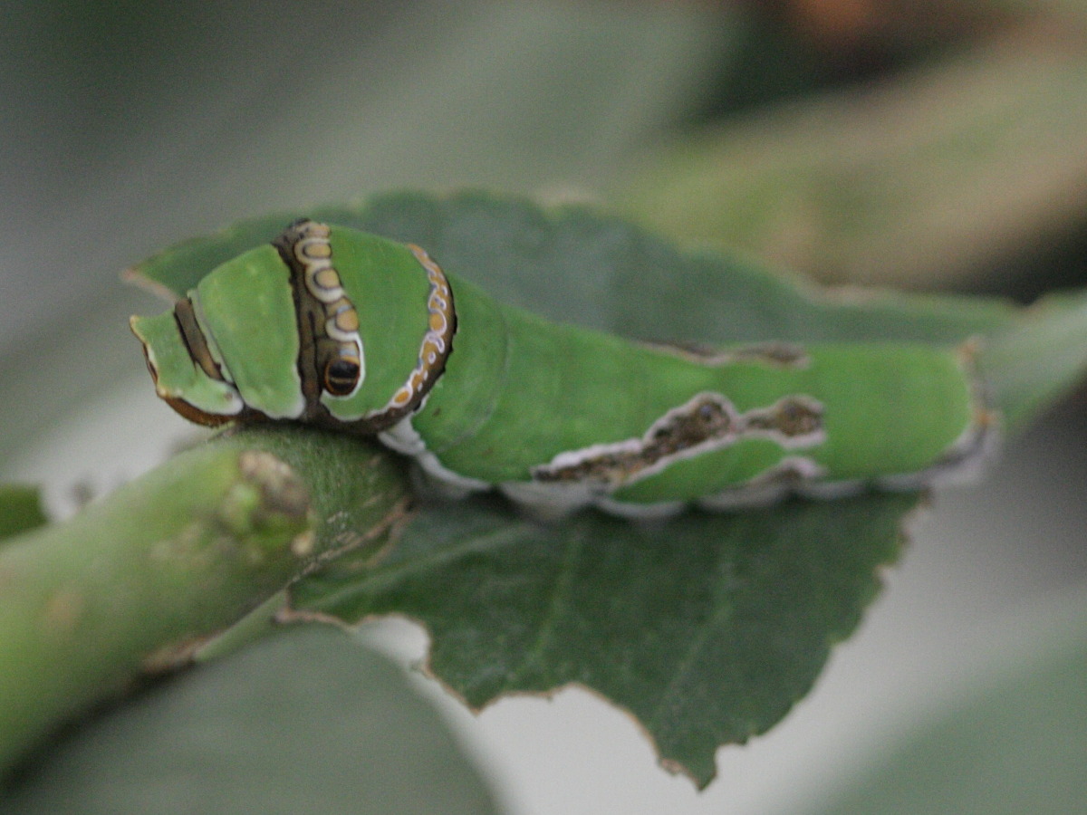 Afficher le média papilio_demoleus_ch2bd papilio_demoleus_ch2bd