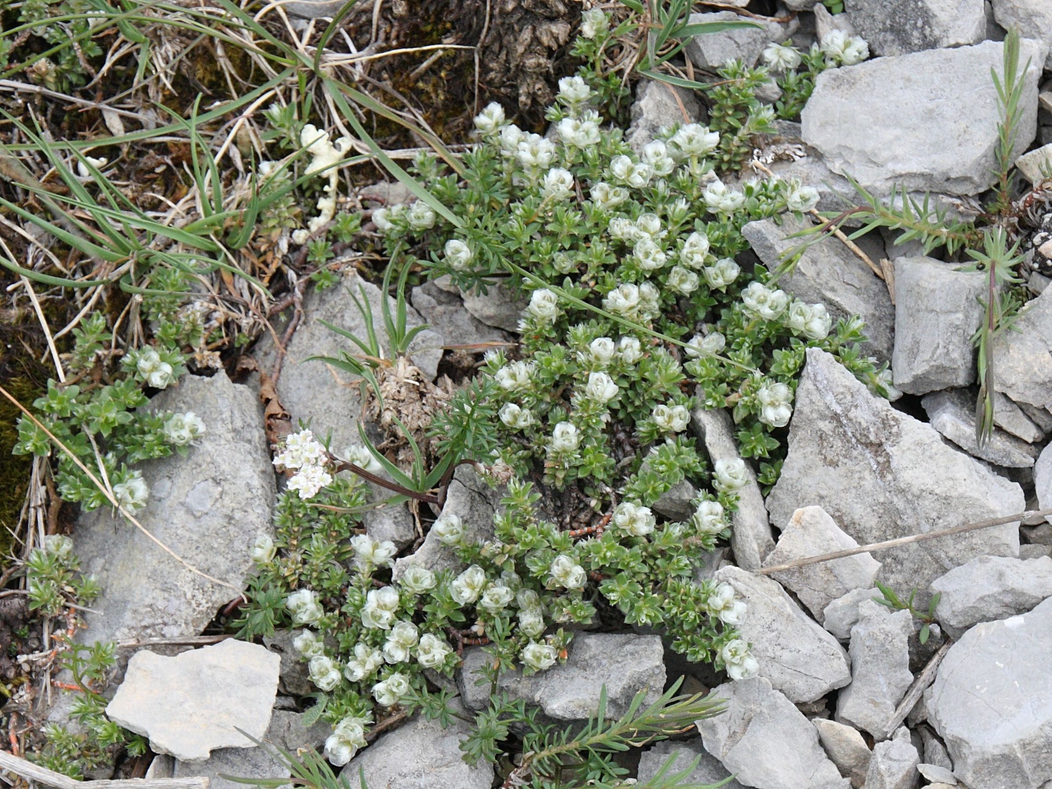 paronychia_capitata1bd