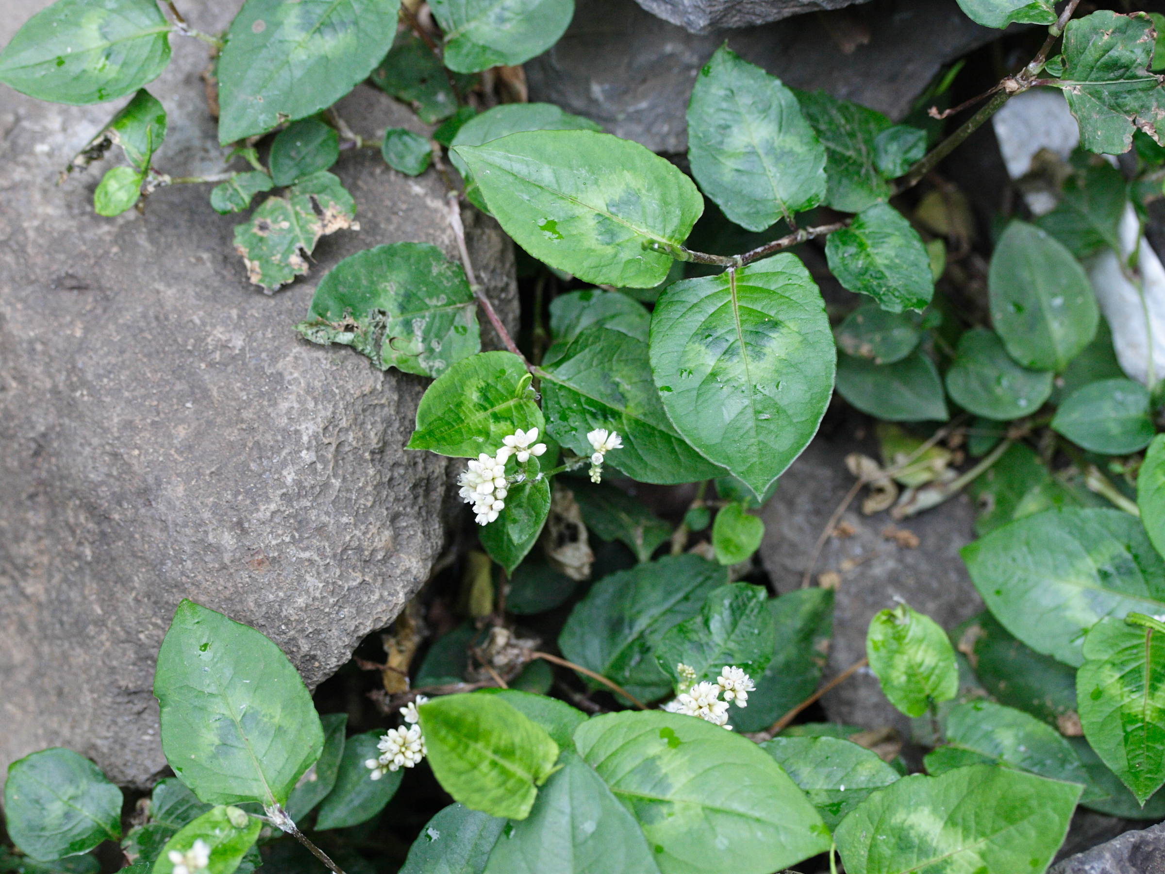 persicaria_chinensis4md